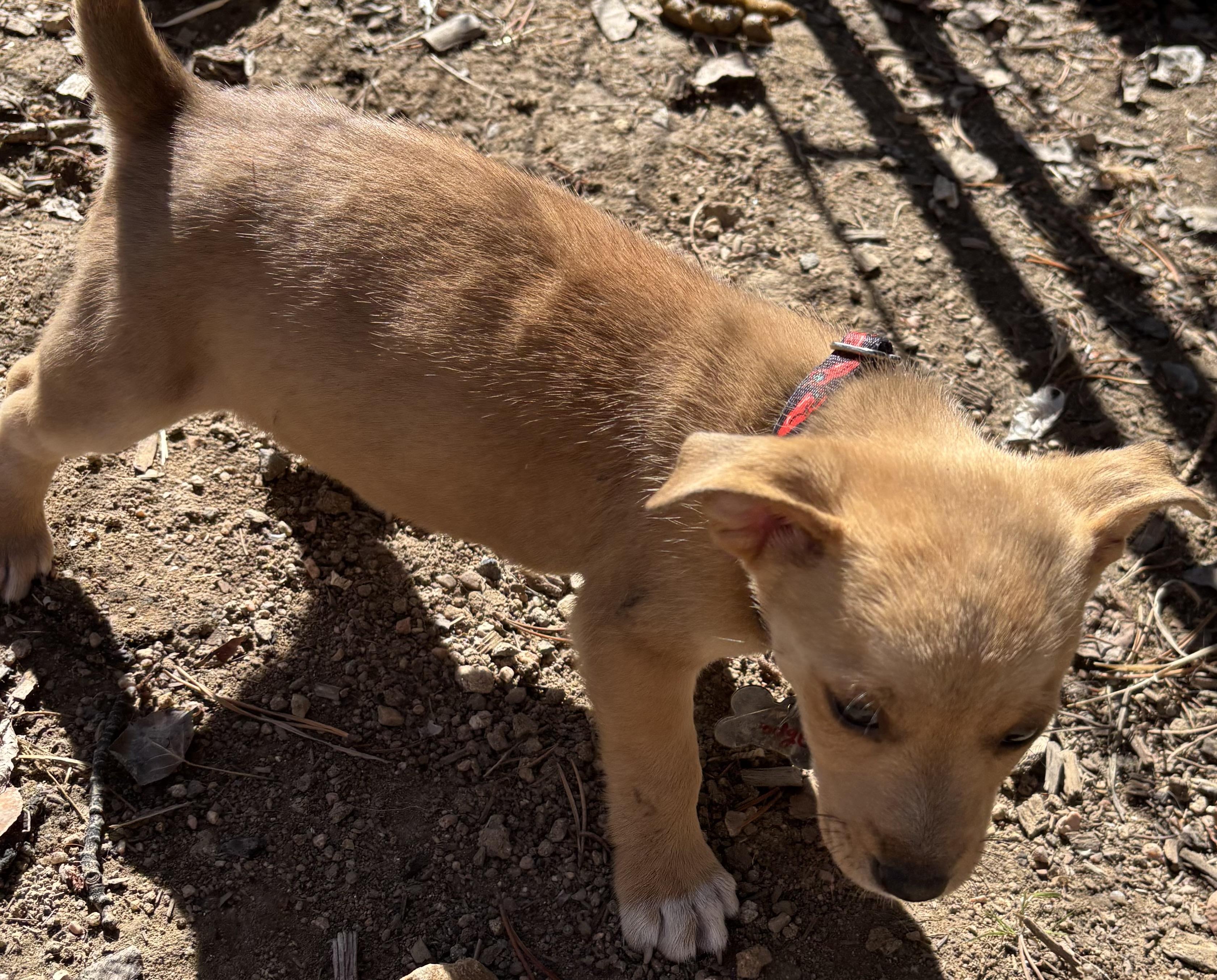Enlarge Dodge, a Adopted Chiweenie in Lakewood, CO image 1/5