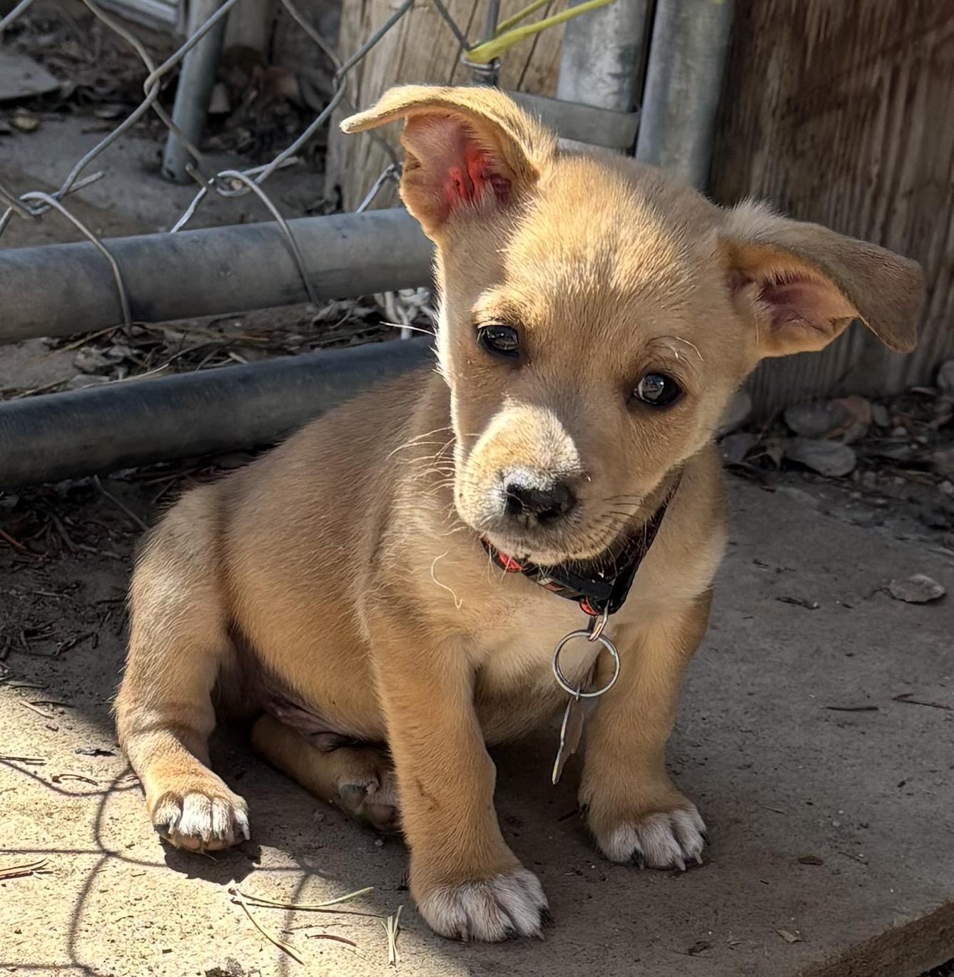 Enlarge Dodge, a Adopted Chiweenie in Lakewood, CO image 2/5