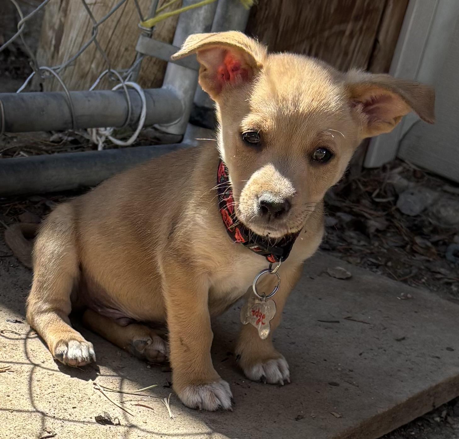 Enlarge Dodge, a Adopted Chiweenie in Lakewood, CO image 3/5