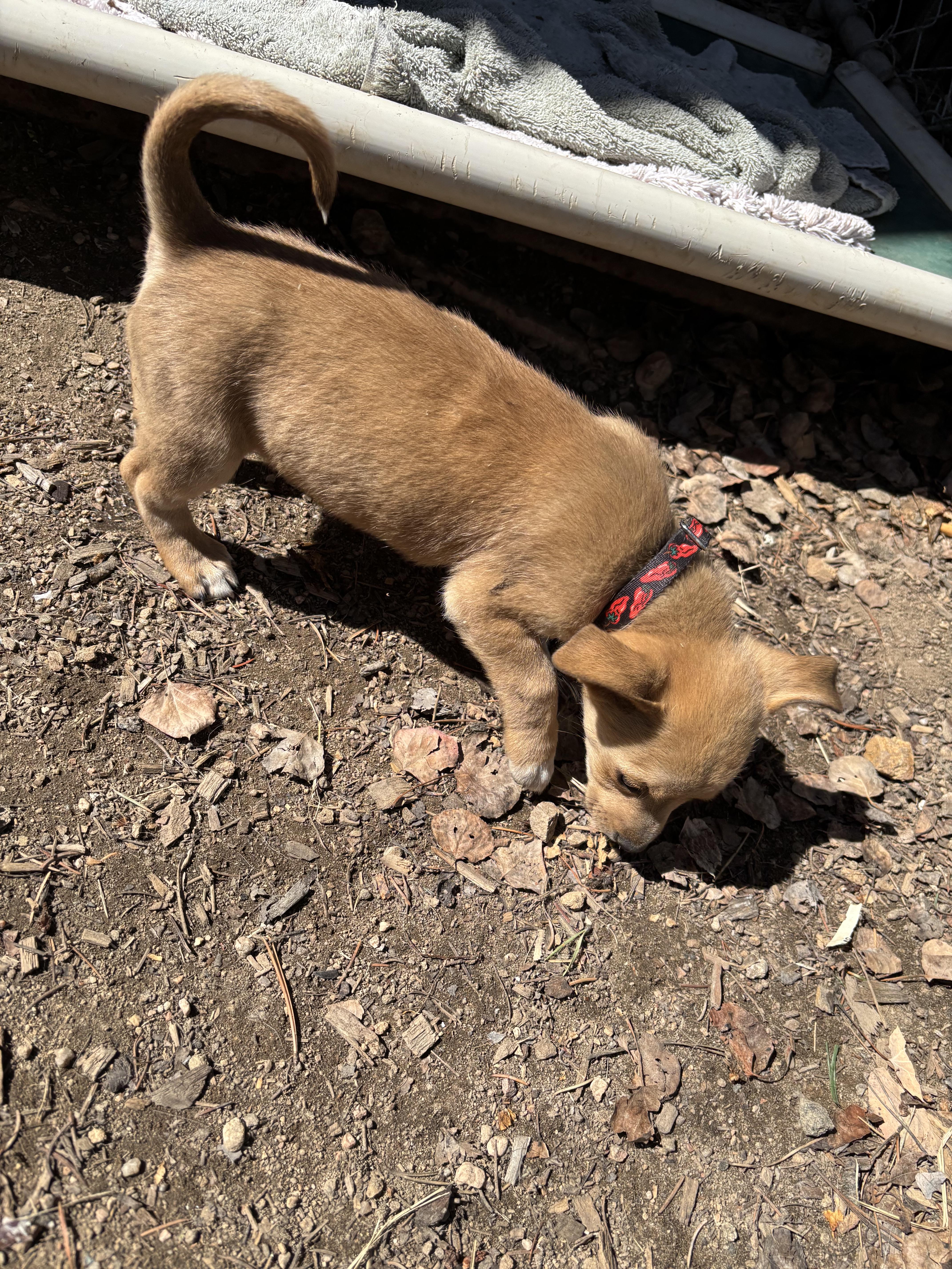 Enlarge Dodge, a Adopted Chiweenie in Lakewood, CO image 4/5