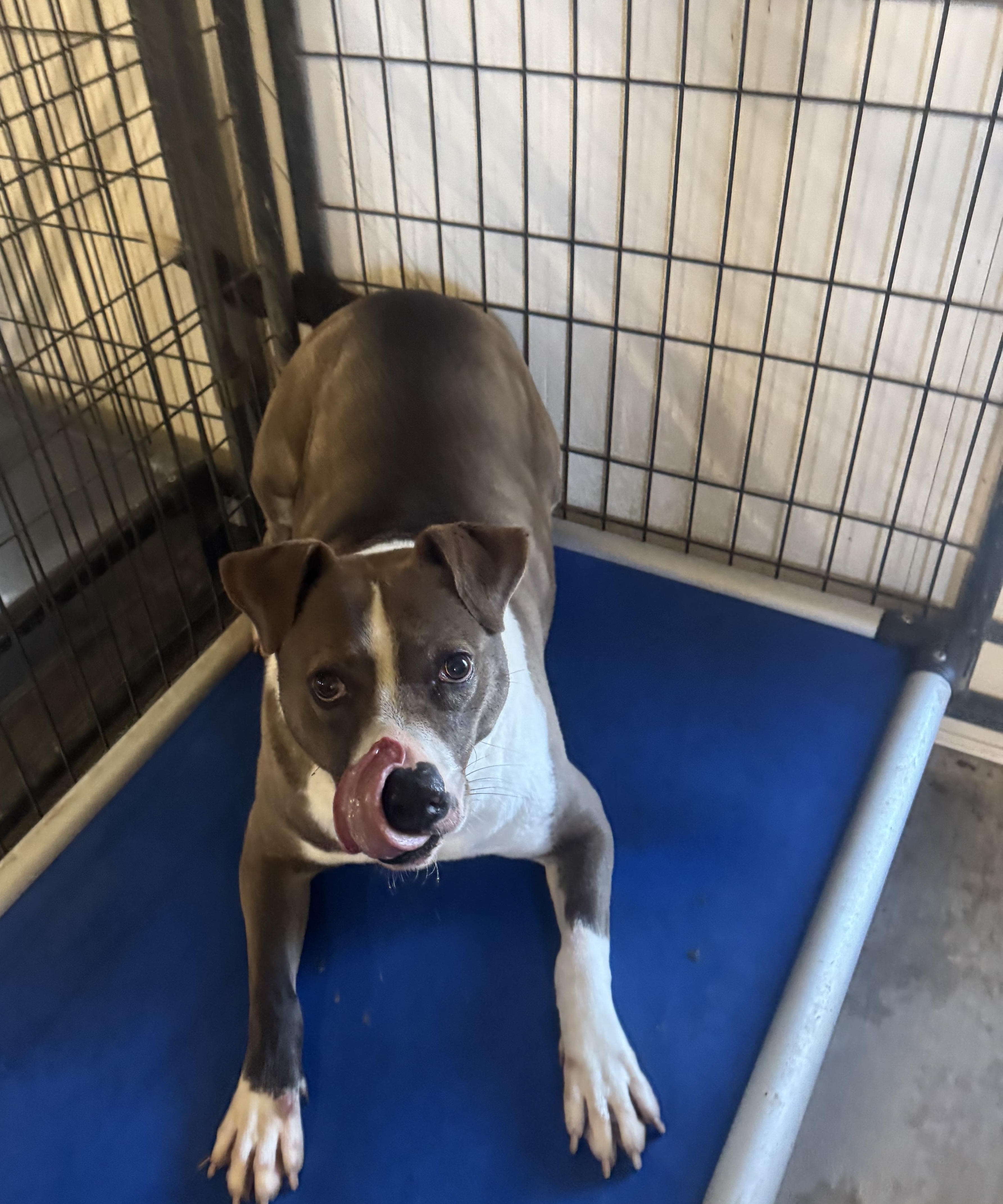 Brother , a Adoptable American Staffordshire Terrier in Oklahoma City, OK image 2/3