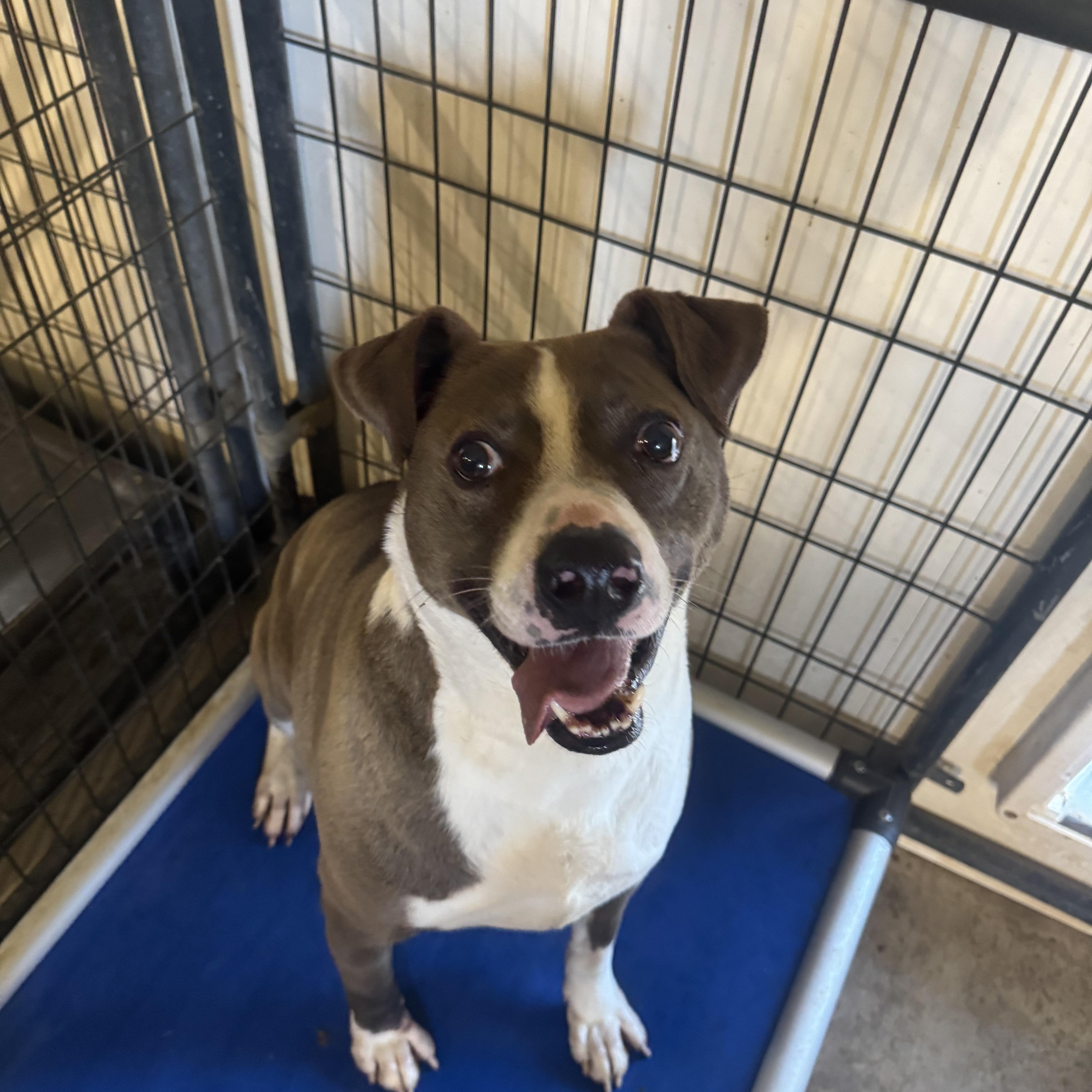Brother , a Adoptable American Staffordshire Terrier in Oklahoma City, OK image 1/3