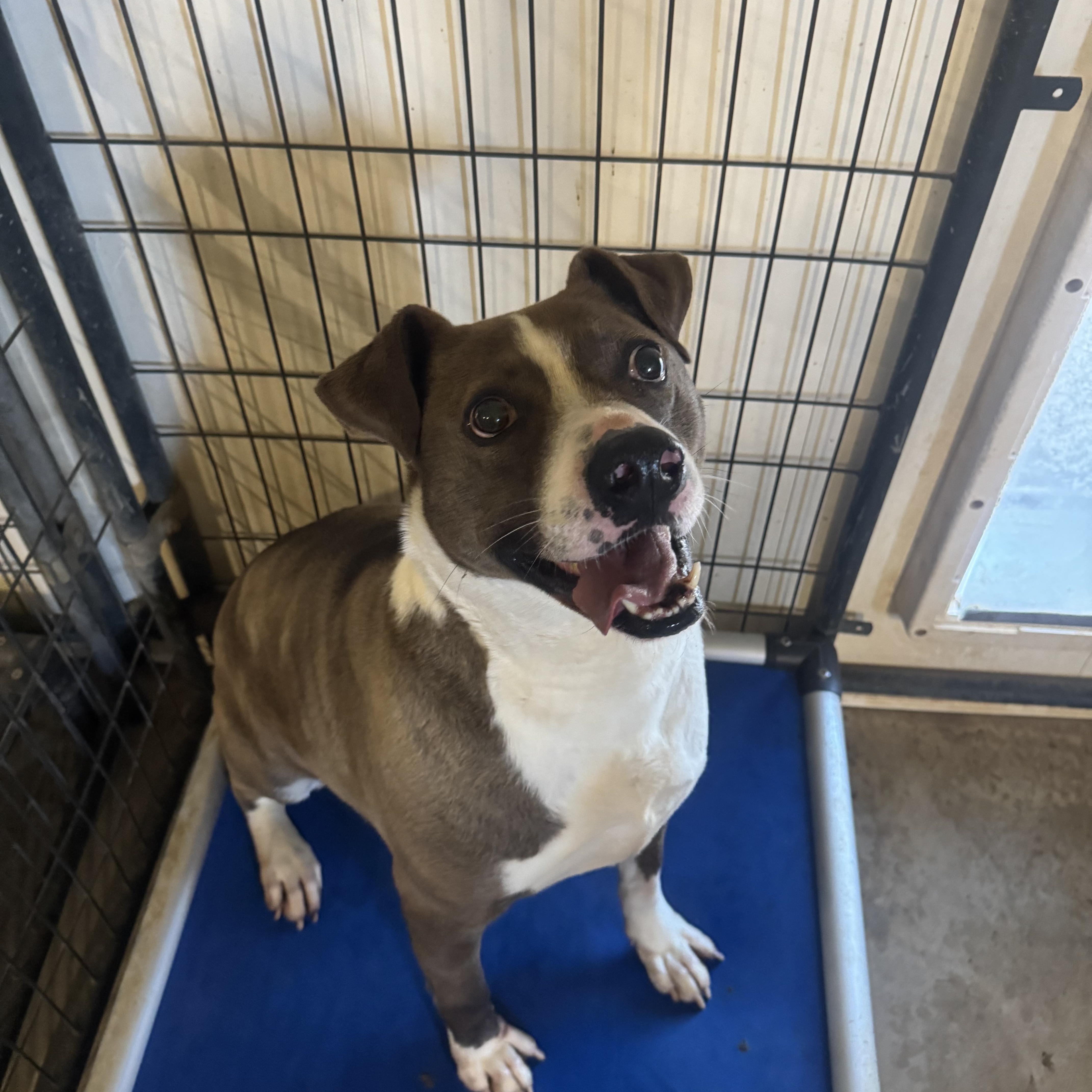 Brother , a Adoptable American Staffordshire Terrier in Oklahoma City, OK image 3/3