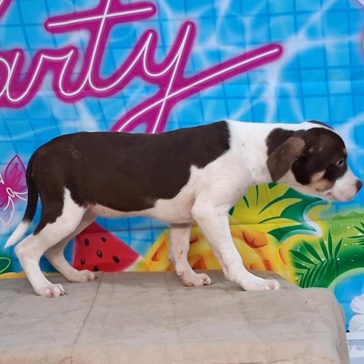 Enlarge Wendy Pup, a ADOPTABLE mixed breed in Medfield, MA image 3/3