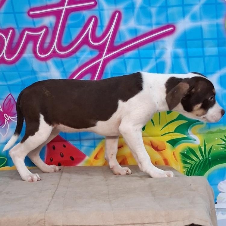 Enlarge Wendy Pup, a ADOPTABLE mixed breed in Medfield, MA image 2/3