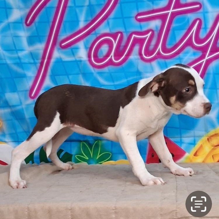 Enlarge Wendy Pup, a ADOPTABLE mixed breed in Medfield, MA image 1/3