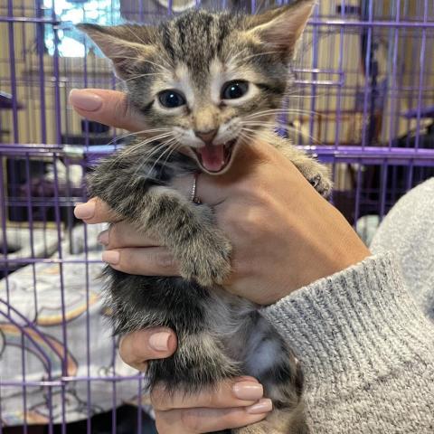 Enlarge Beatrice, a Adoptable American Shorthair in Davie, FL image 1/3