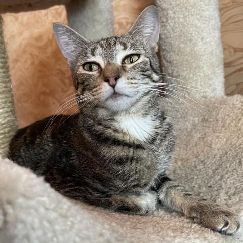 Enlarge Beatrice, a Adoptable American Shorthair in Davie, FL image 2/3