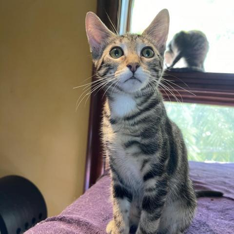 Beatrice, Adoptable, Adult Female American Shorthair.