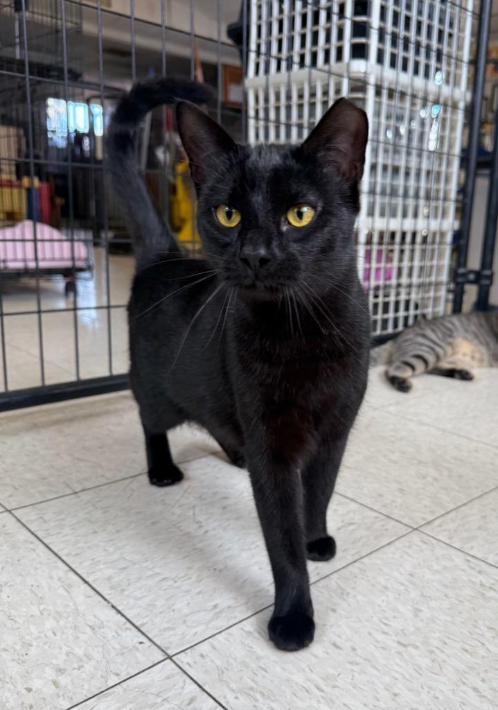 Catrina, Adopted, Young Female Domestic Short Hair.