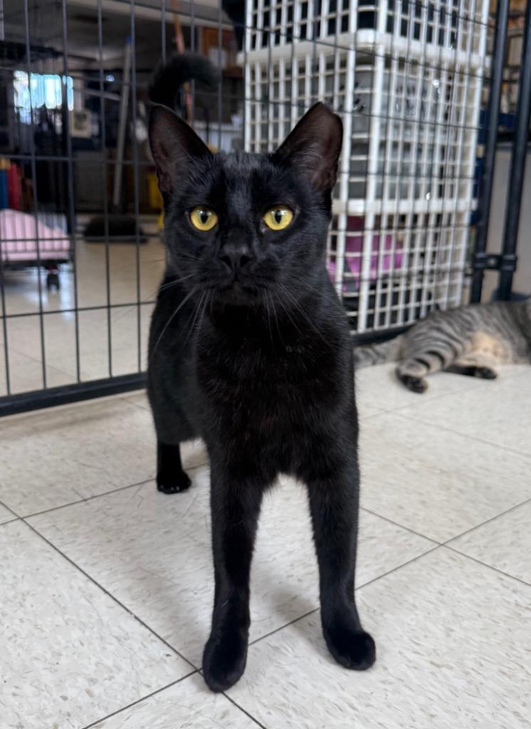 Enlarge Catrina, a Adopted mixed breed in Lemoore, CA image 2/2