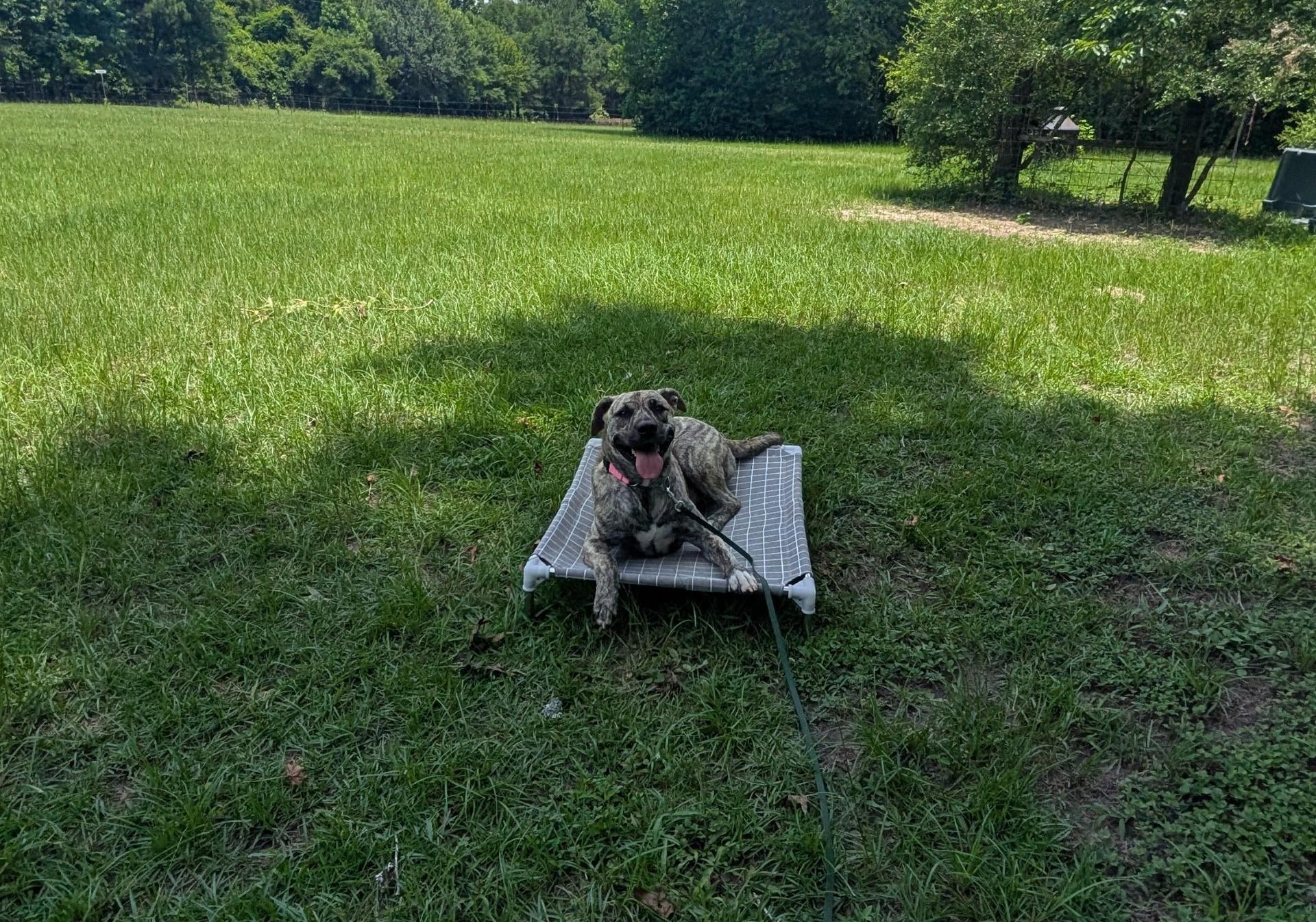 Chloe, Adopted, Young Female Mastiff & Pit Bull Terrier.