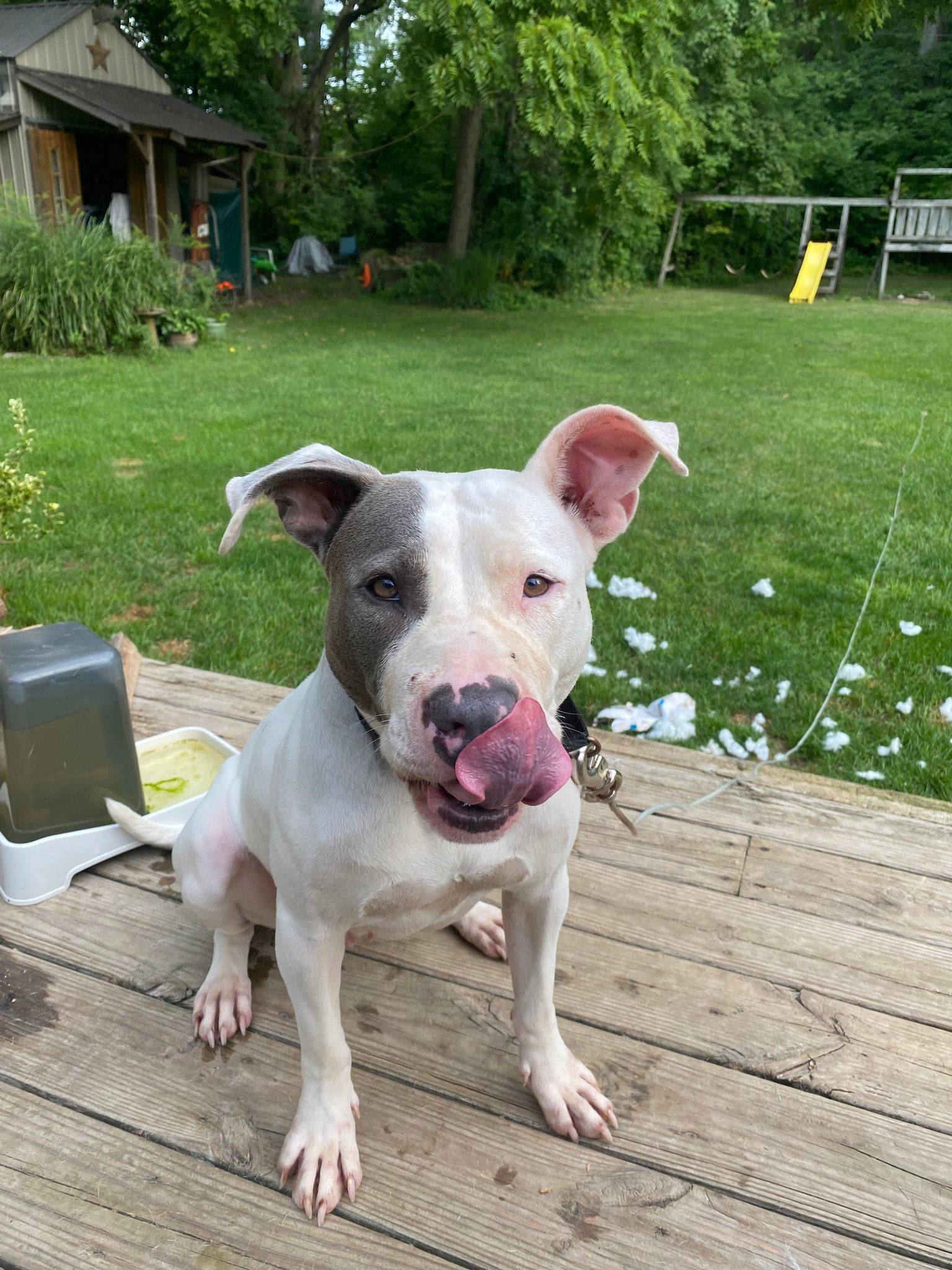 Remi (Foster Needed), Adoptable, Adult Female Pit Bull Terrier.