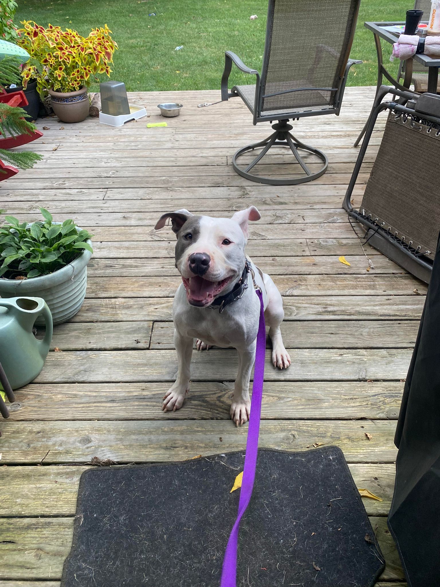 Remi (Foster Needed), a Adoptable Pit Bull Terrier in Indianapolis, IN image 2/5