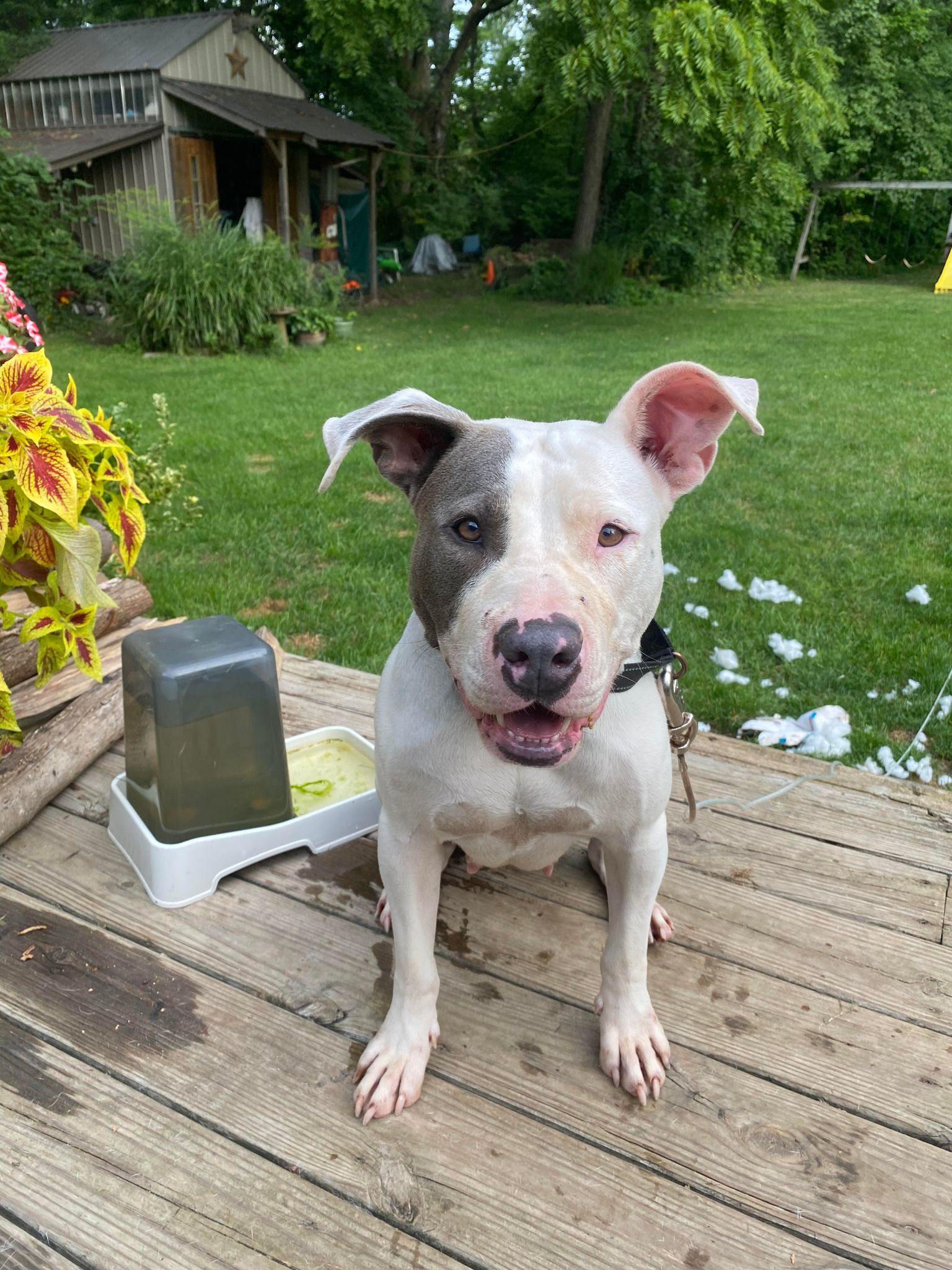 Remi (Foster Needed), a Adoptable Pit Bull Terrier in Indianapolis, IN image 3/5
