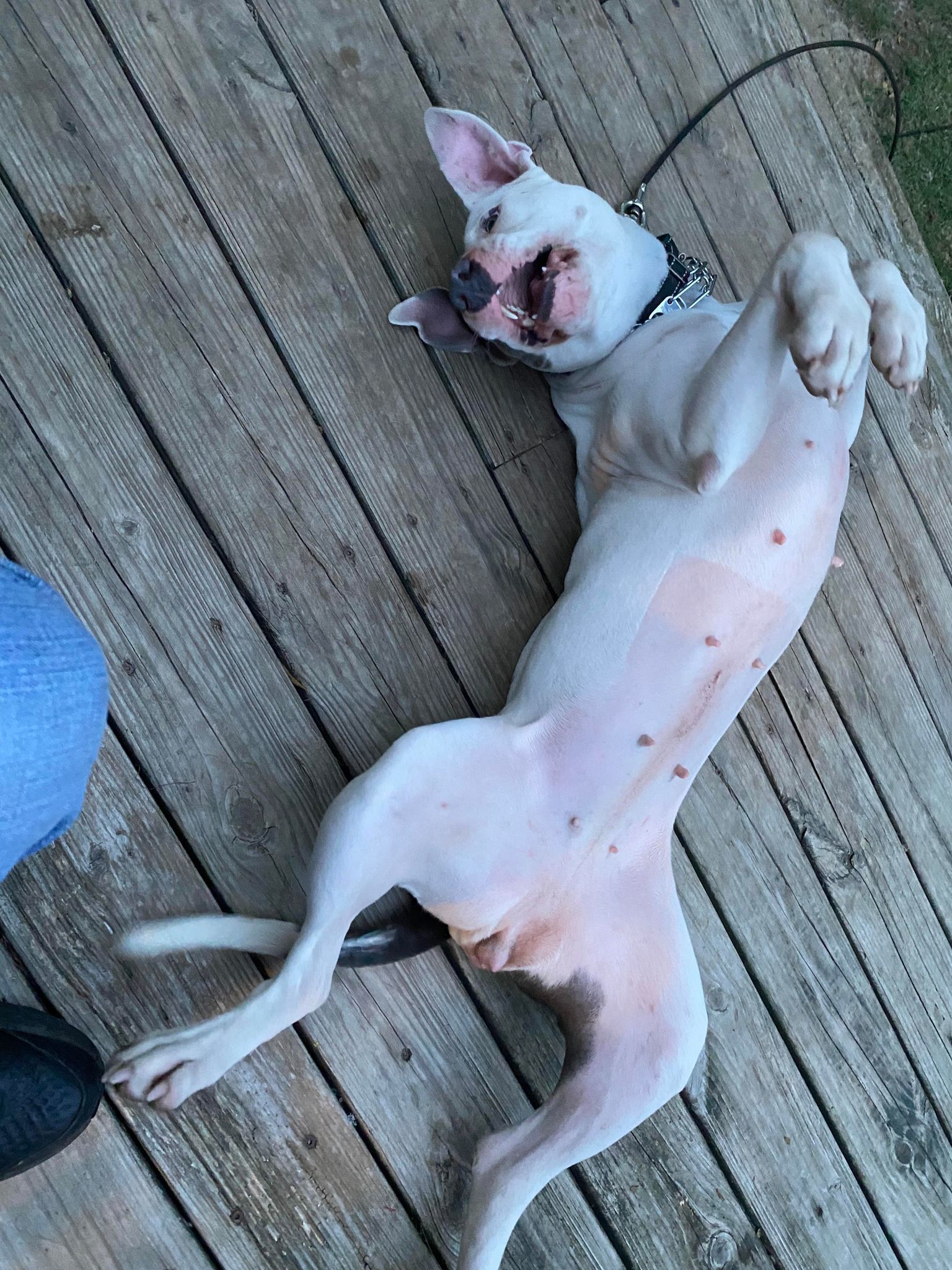 Remi (Foster Needed), a Adoptable Pit Bull Terrier in Indianapolis, IN image 4/5