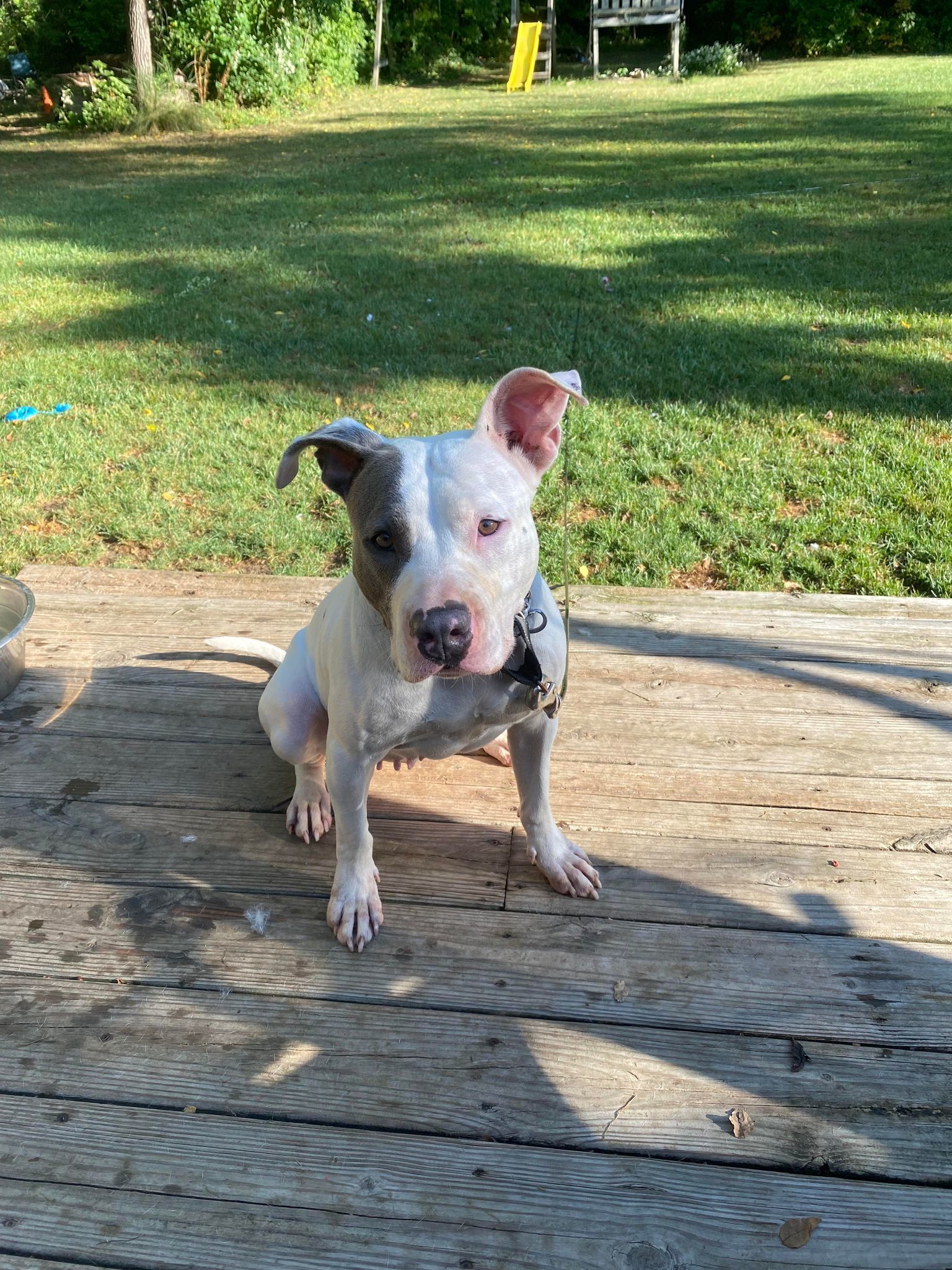 Remi (Foster Needed), a Adoptable Pit Bull Terrier in Indianapolis, IN image 5/5