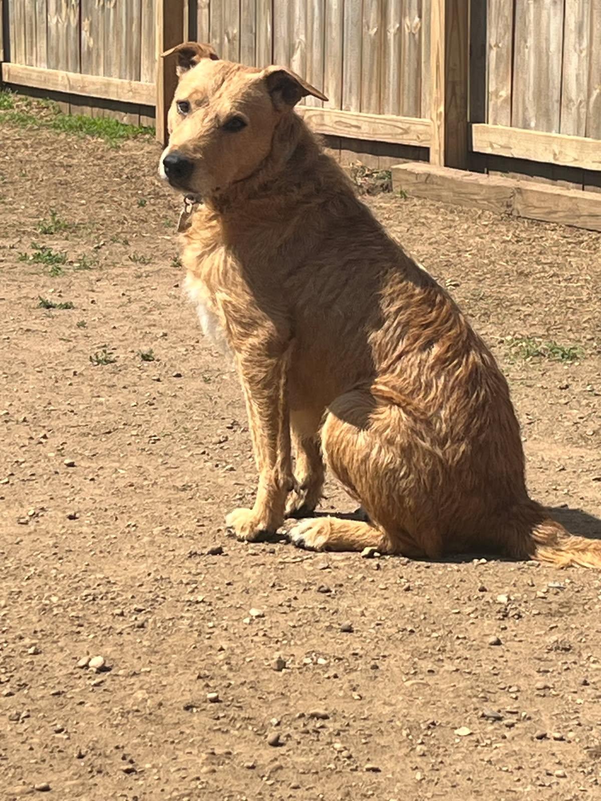 Mollie (Courtesy Posting), Adoptable, Adult Female Terrier & Golden Retriever.