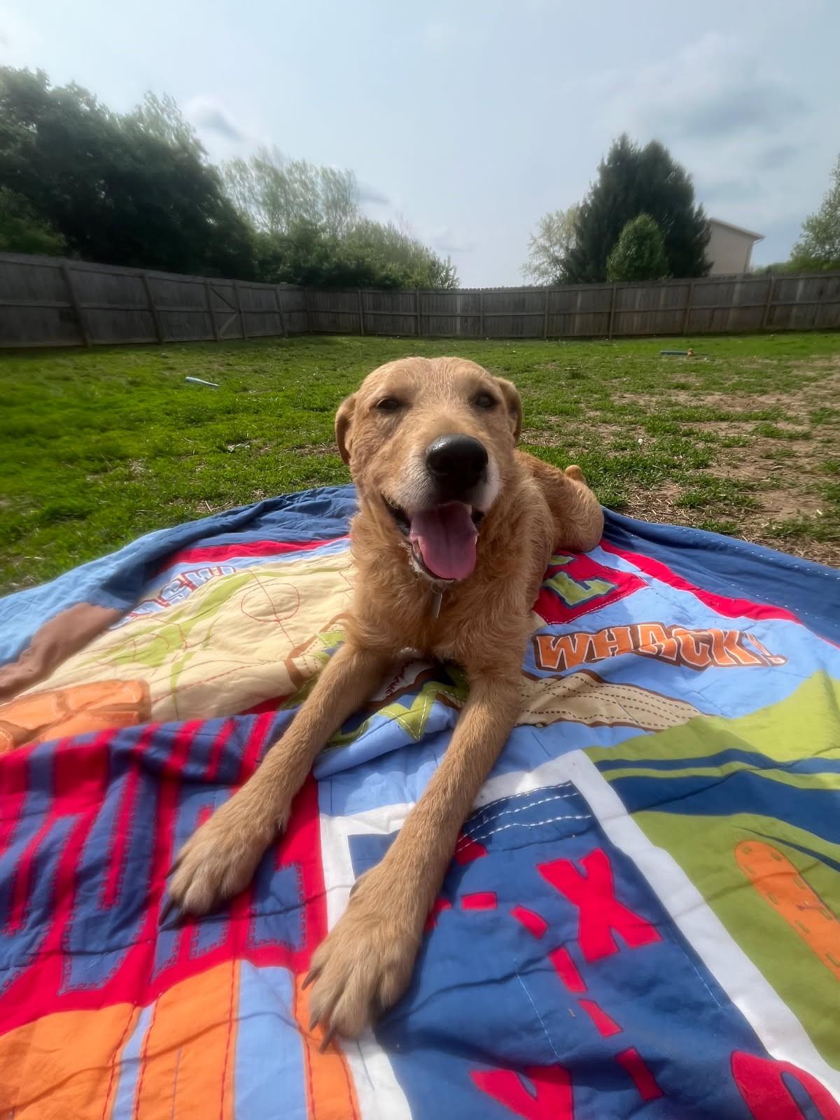 Mollie (Courtesy Posting), a Adoptable mixed breed in Hamilton, OH image 2/2