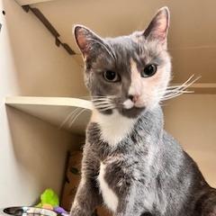 Cannoli, Adoptable, Adult Female Domestic Short Hair.