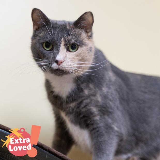 Enlarge Cannoli, a Adoptable Domestic Short Hair in Pittsburgh, PA image 2/6