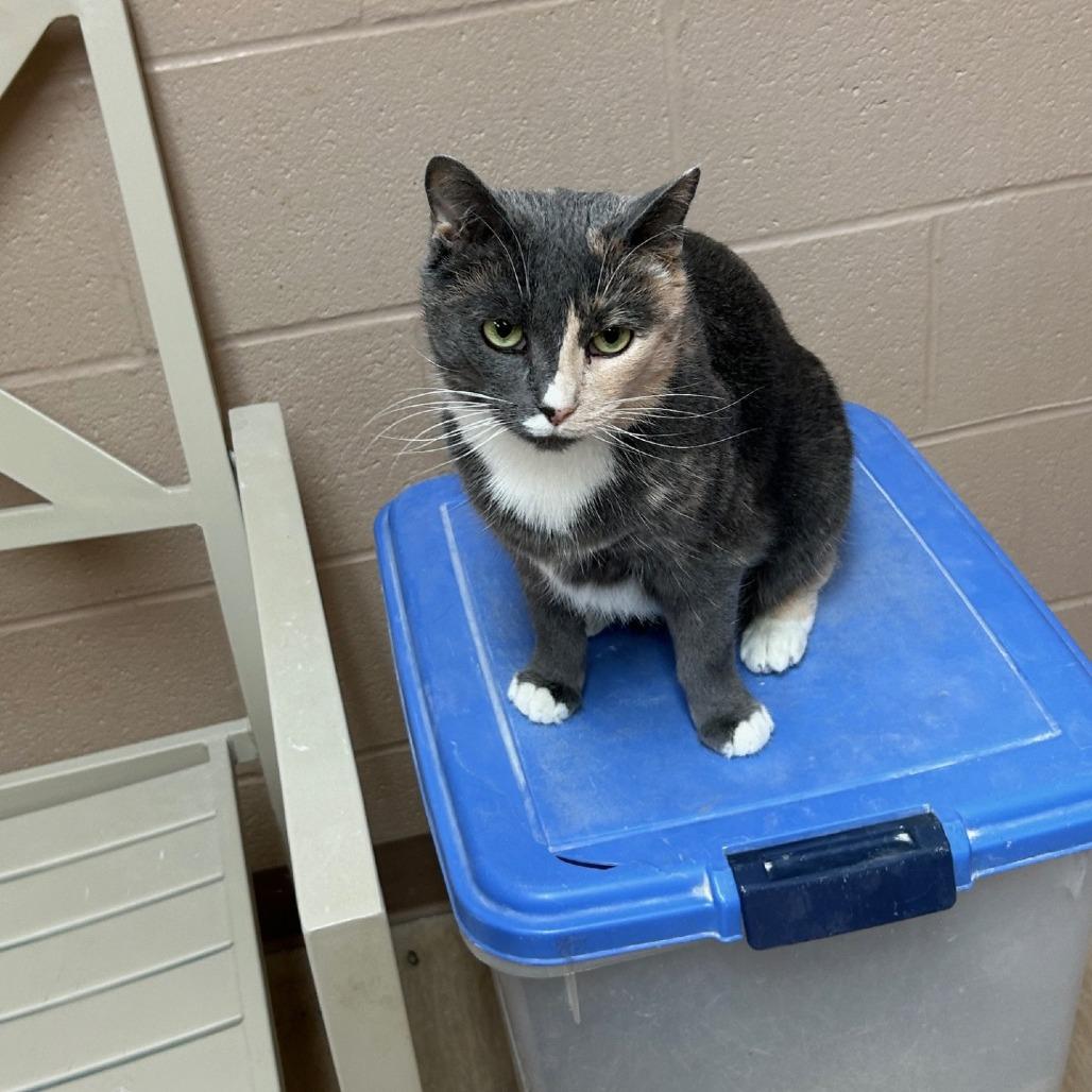 Enlarge Cannoli, a Adoptable Domestic Short Hair in Pittsburgh, PA image 4/6