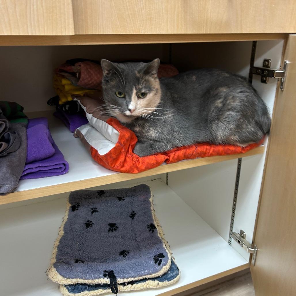 Enlarge Cannoli, a Adoptable Domestic Short Hair in Pittsburgh, PA image 5/6