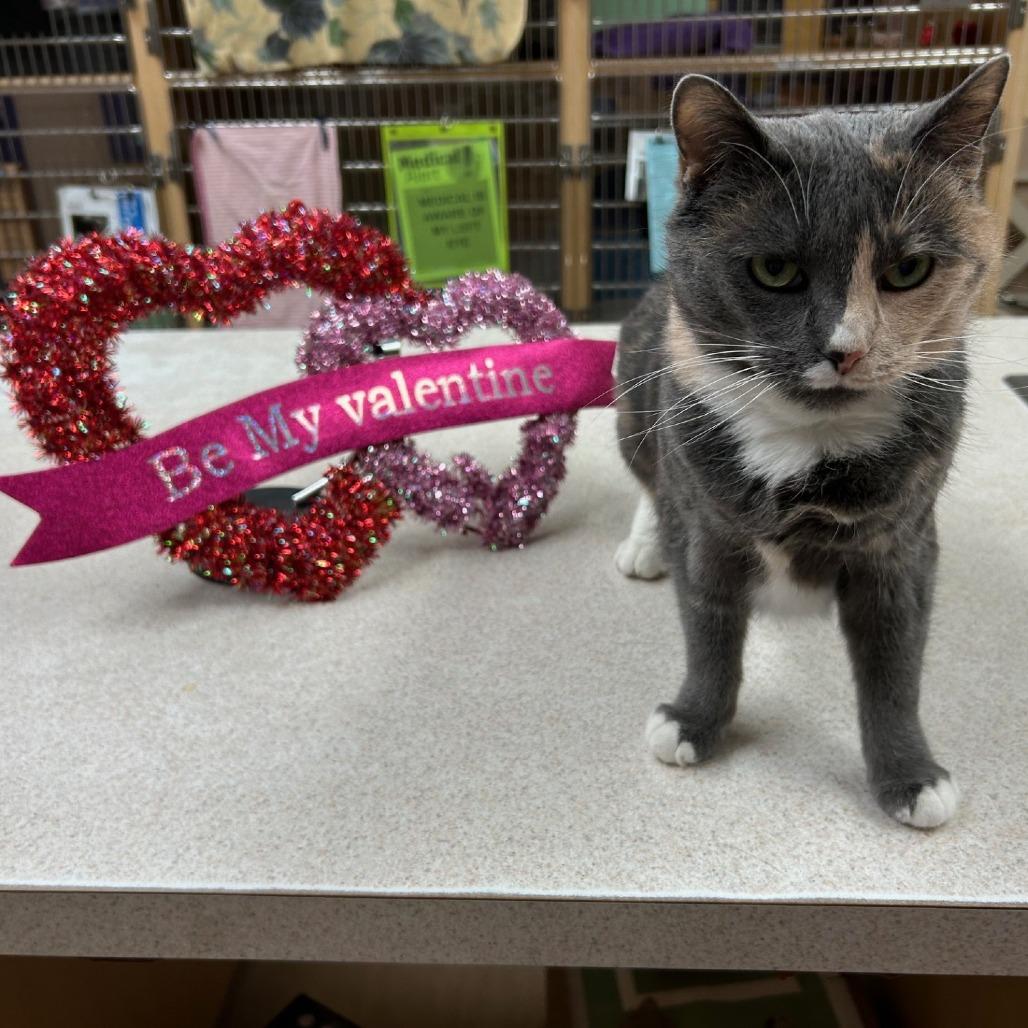 Enlarge Cannoli, a Adoptable Domestic Short Hair in Pittsburgh, PA image 6/6