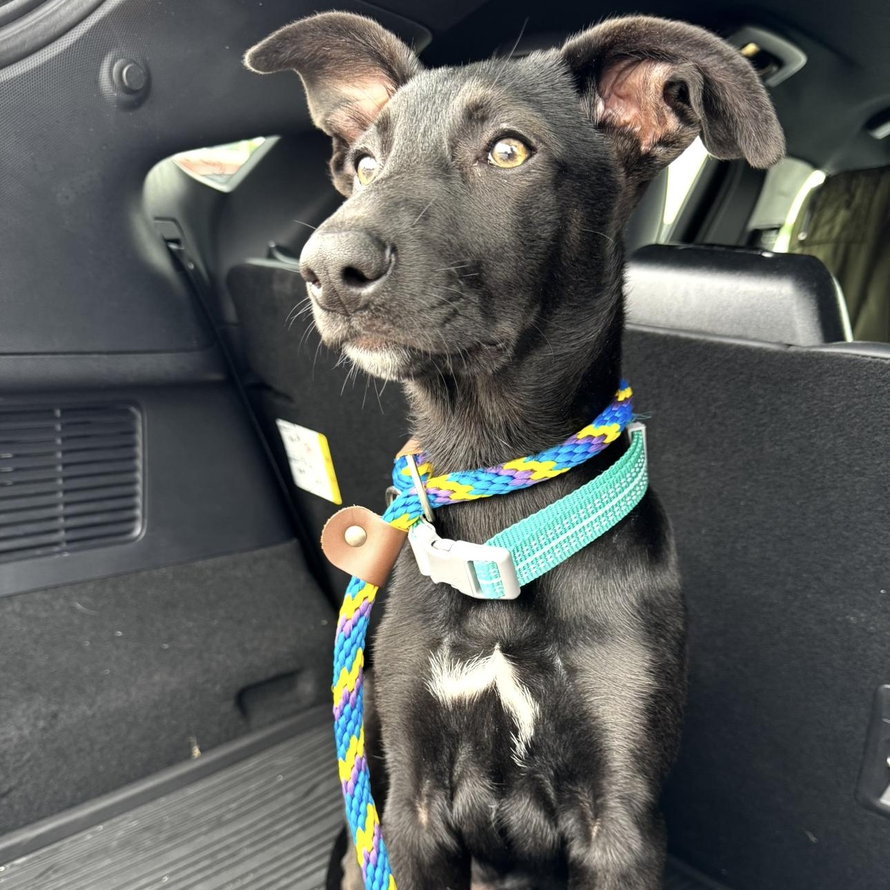 Enlarge Asia, a Adoptable mixed breed in Krum, TX image 2/6