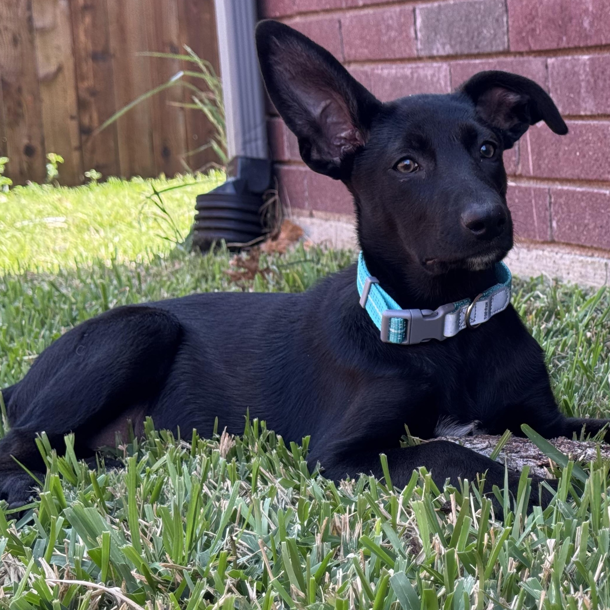 Enlarge Asia, a Adoptable mixed breed in Krum, TX image 4/6