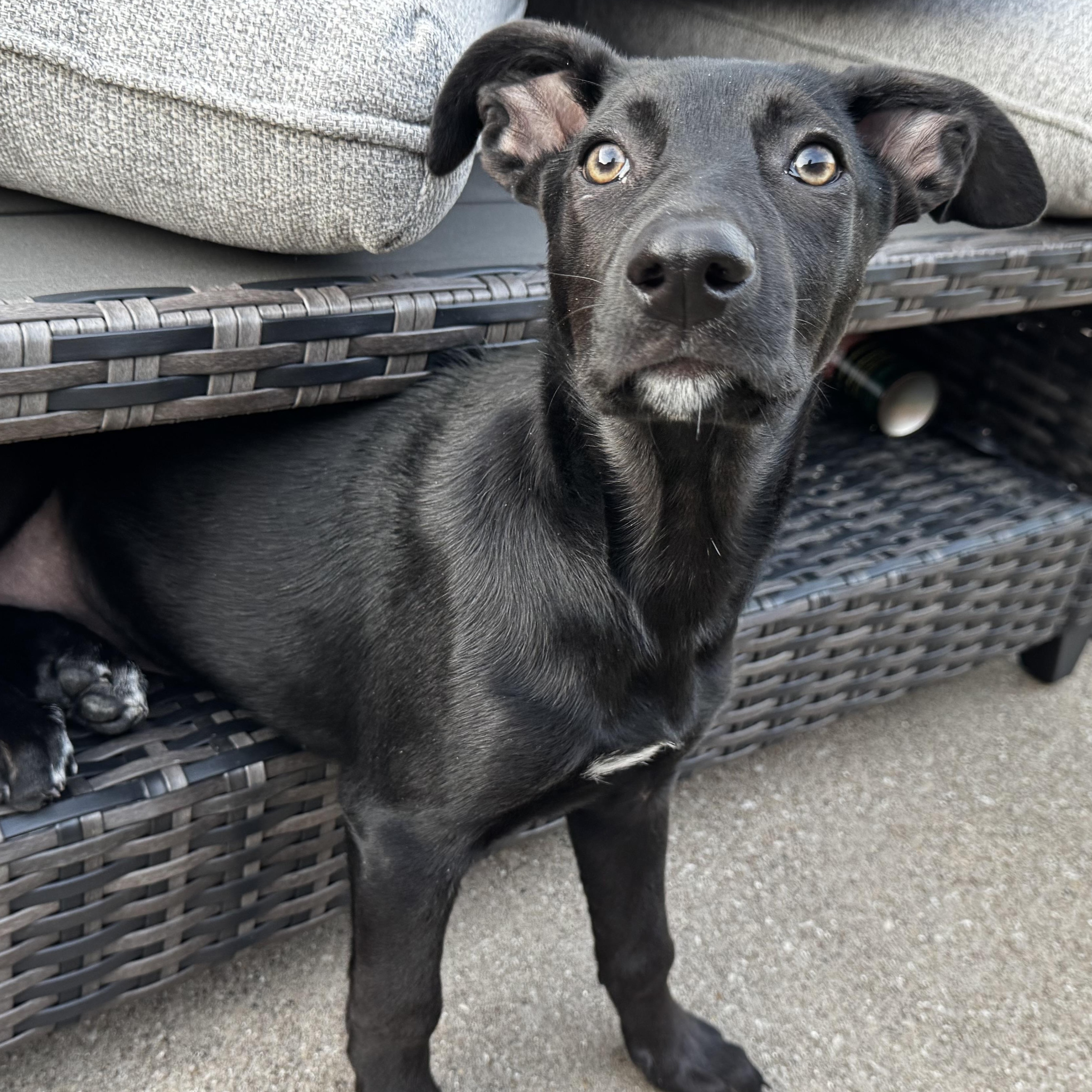 Enlarge Asia, a Adoptable mixed breed in Krum, TX image 1/6