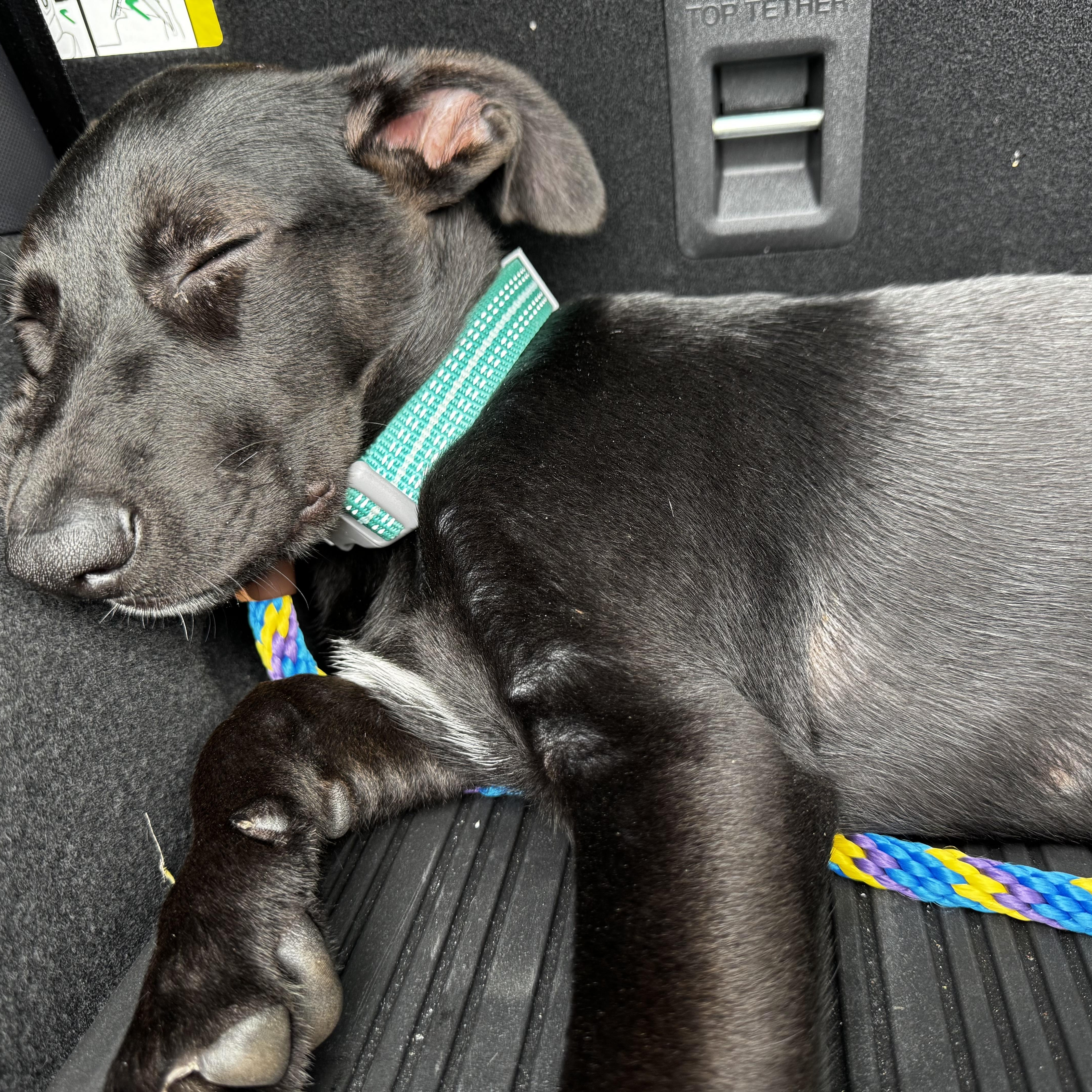 Enlarge Asia, a Adoptable mixed breed in Krum, TX image 6/6