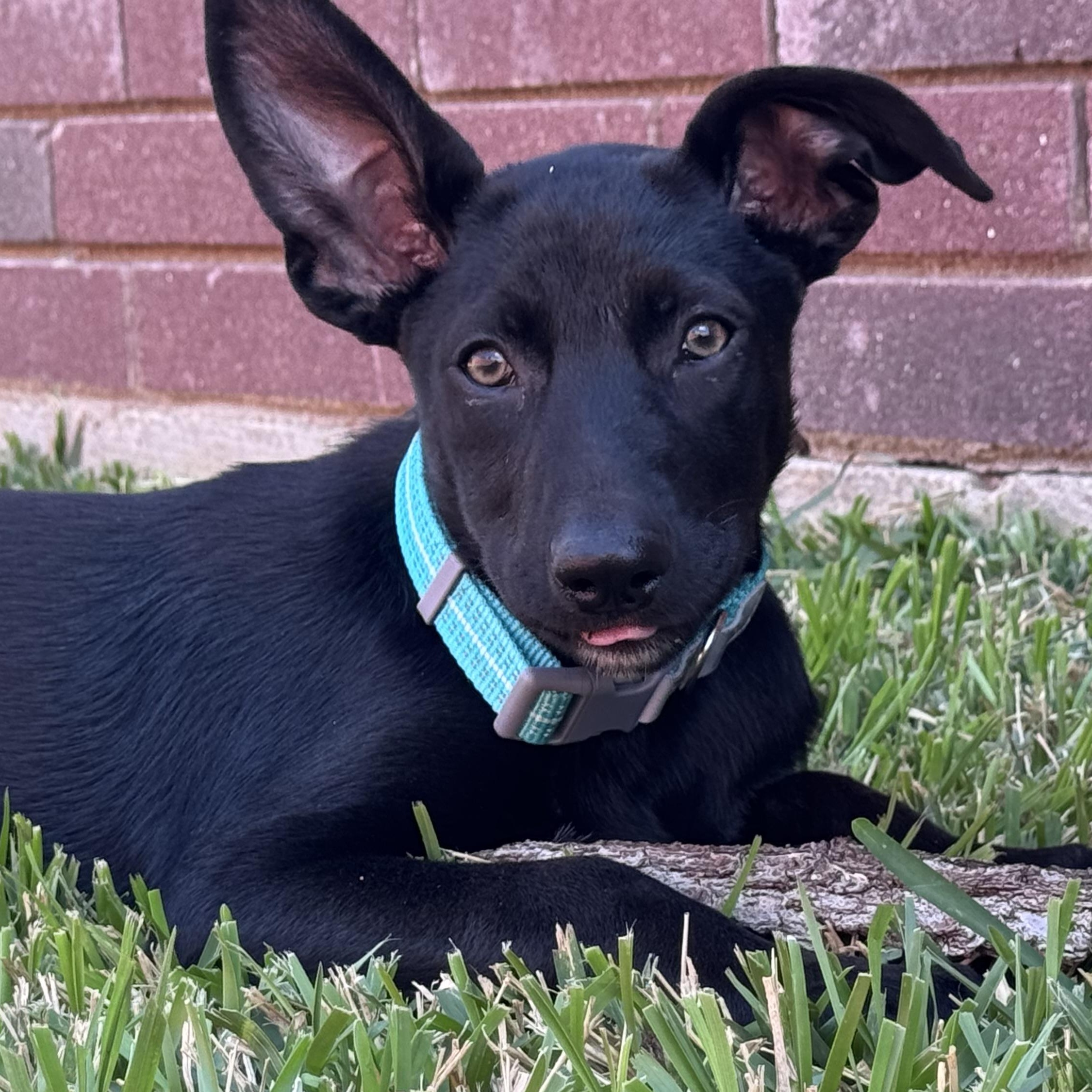 Enlarge Asia, a Adoptable mixed breed in Krum, TX image 3/6