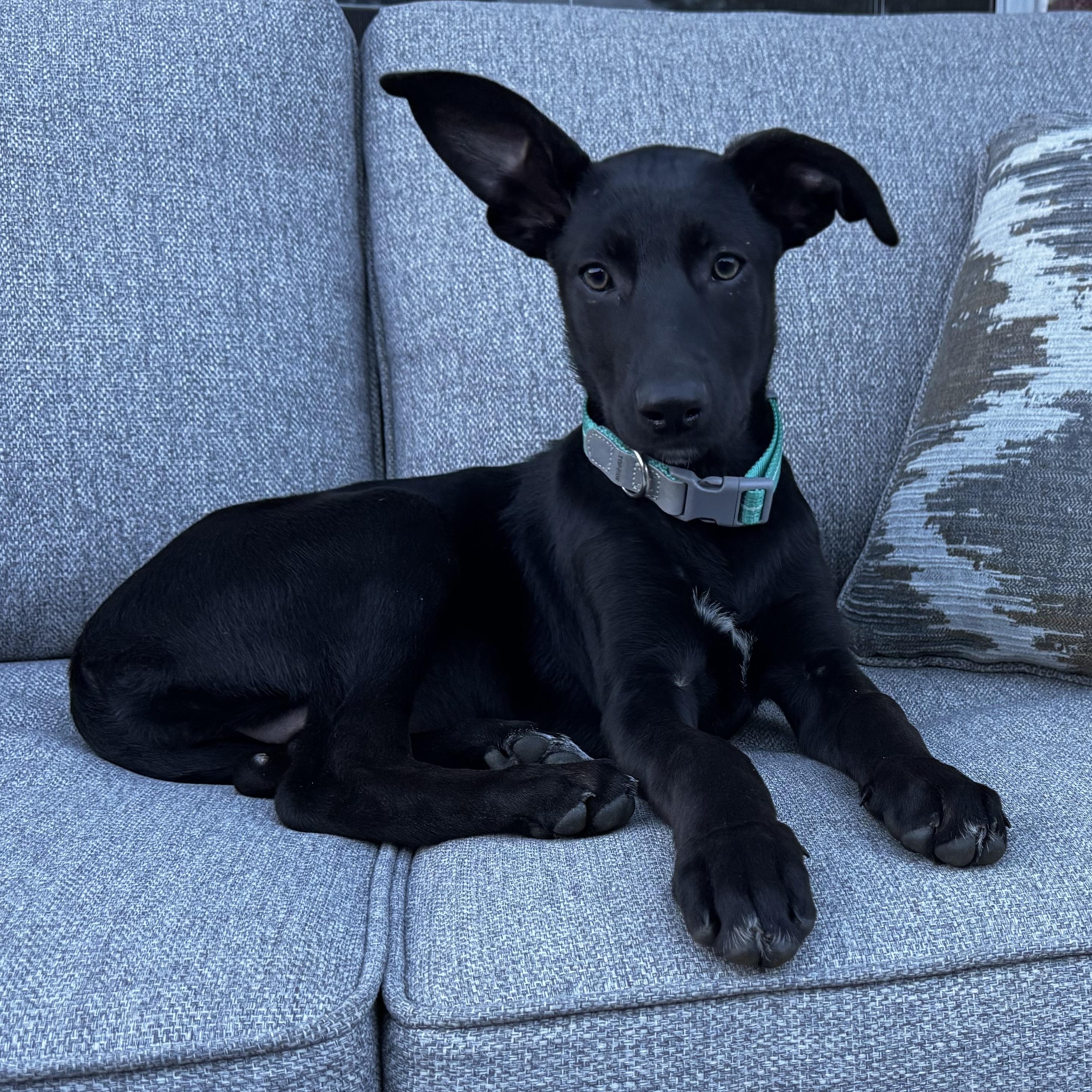 Enlarge Asia, a Adoptable mixed breed in Krum, TX image 5/6