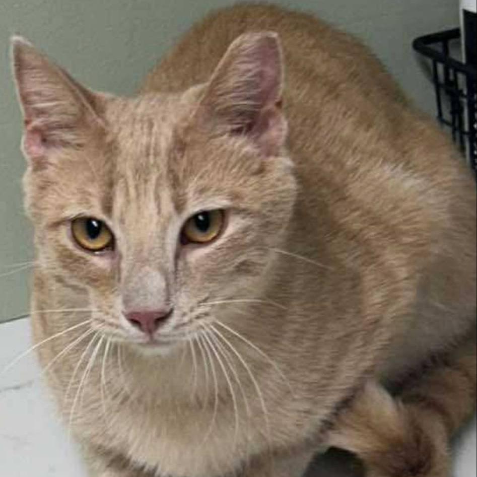 Demo, Young Male Domestic Short Hair
