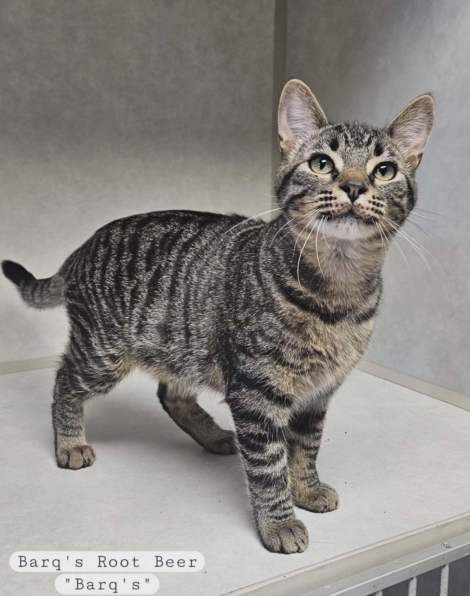 Barq's Root Beer "Barq's", a ADOPTABLE Domestic Short Hair in Wapakoneta, OH image 1/4