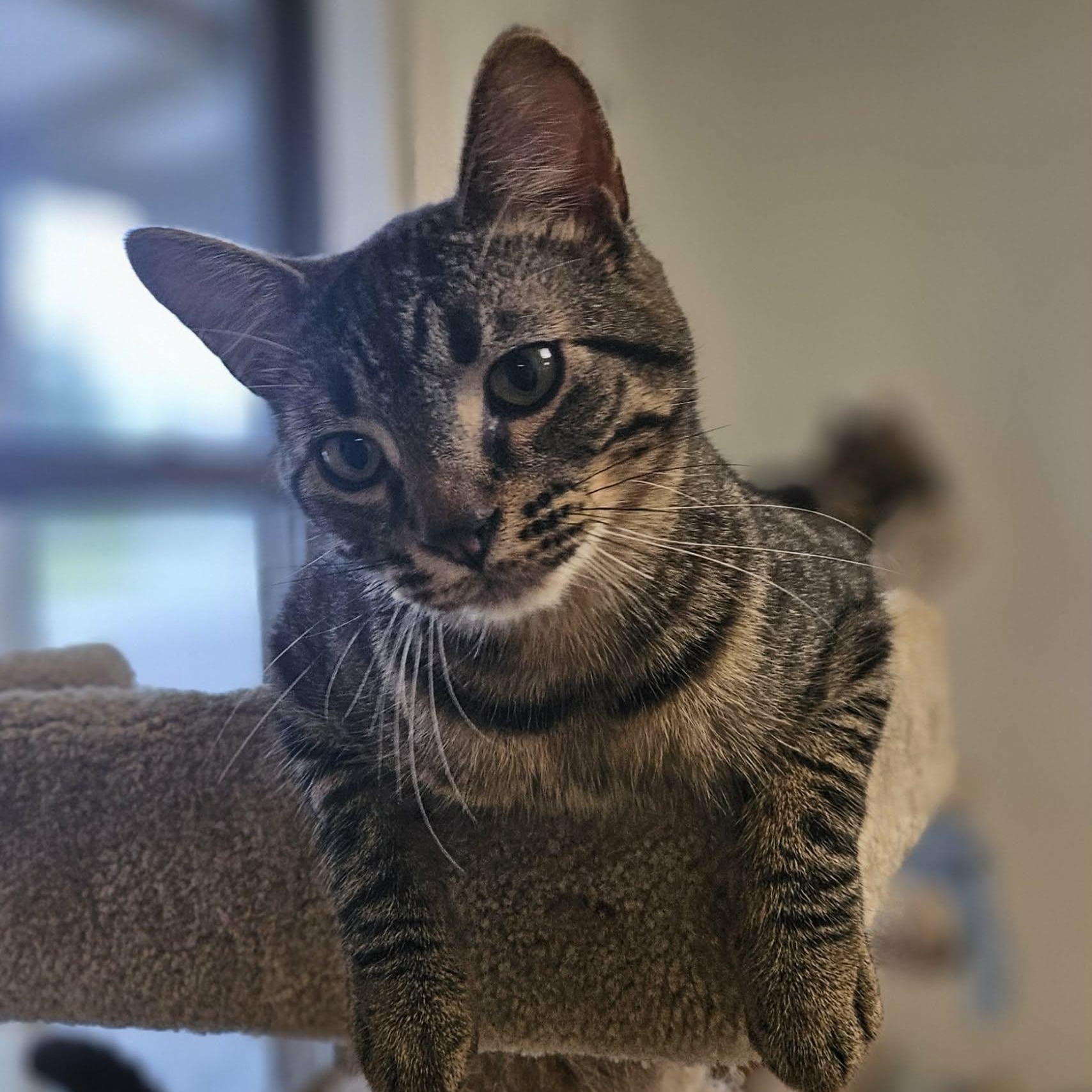 Barq's Root Beer "Barq's", a ADOPTABLE Domestic Short Hair in Wapakoneta, OH image 4/4