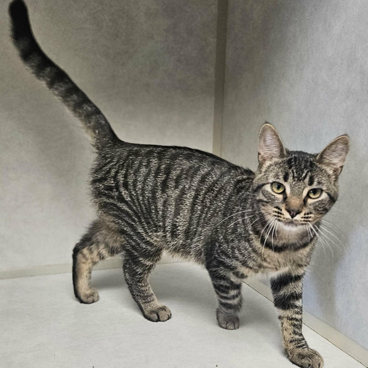 Barq's Root Beer "Barq's", a ADOPTABLE Domestic Short Hair in Wapakoneta, OH image 2/4