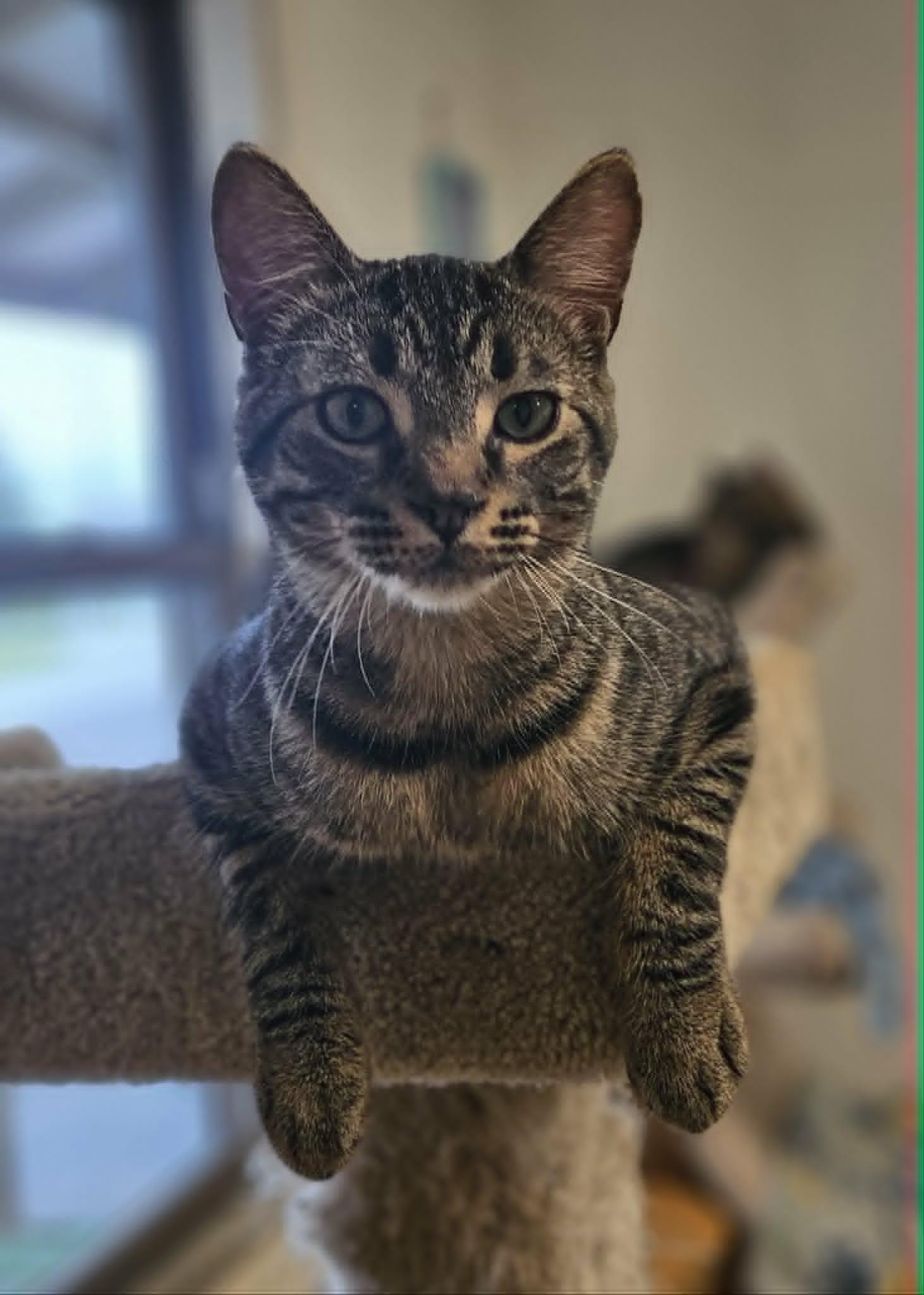 Barq's Root Beer "Barq's", a ADOPTABLE Domestic Short Hair in Wapakoneta, OH image 3/4