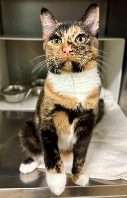 WEEZIE, Adoptable, Young Female Domestic Medium Hair.