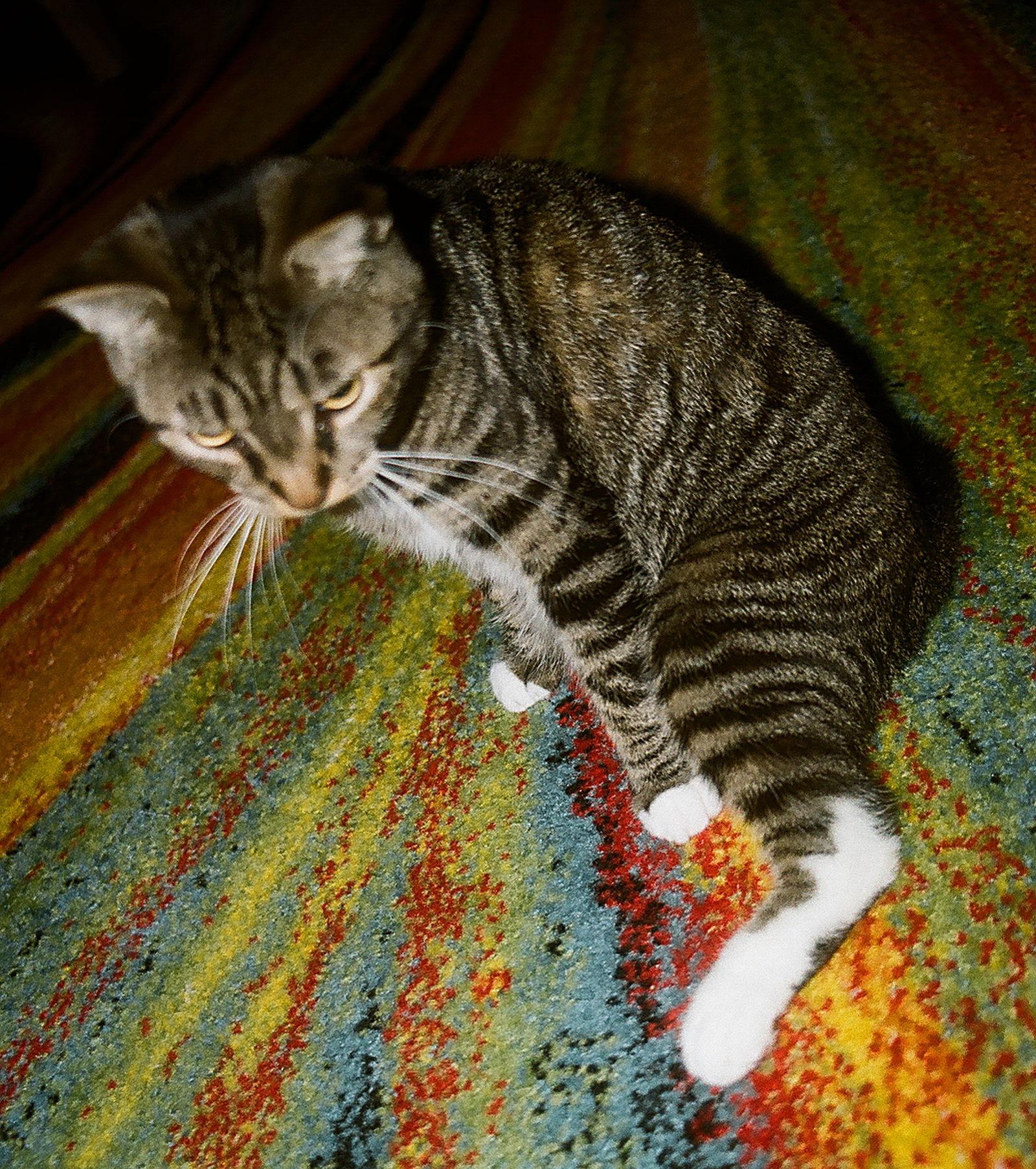 PEPPERS  #1744- Offered by Owner -, Adoptable, Adult Female Tabby & Abyssinian.