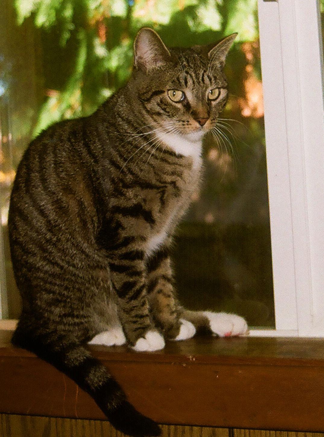 Enlarge PEPPERS  #1744- Offered by Owner -, a Adoptable mixed breed in Hillsboro, OR image 2/2