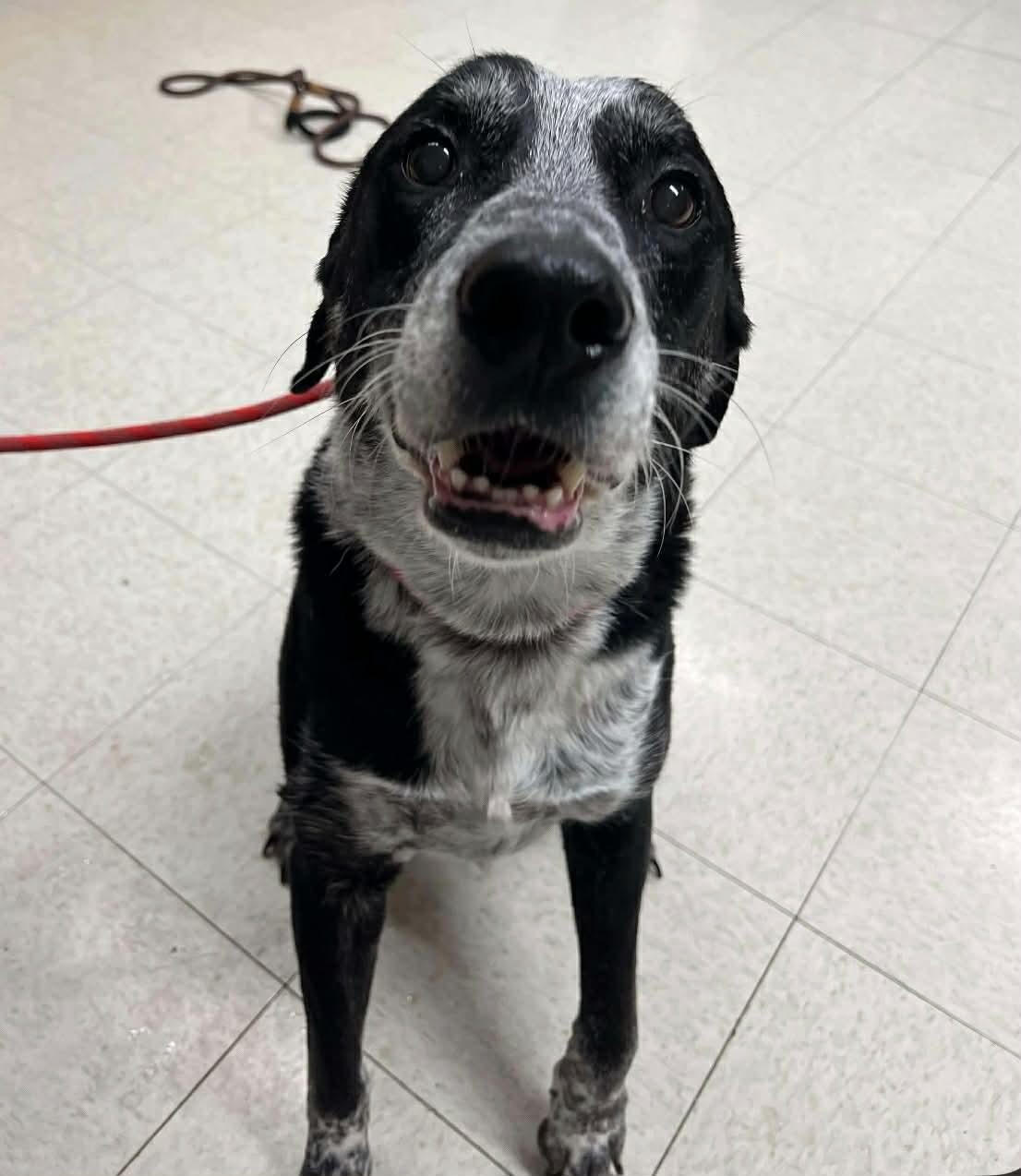 Enlarge Remmington, a ADOPTABLE mixed breed in Lock Haven, PA image 1/1