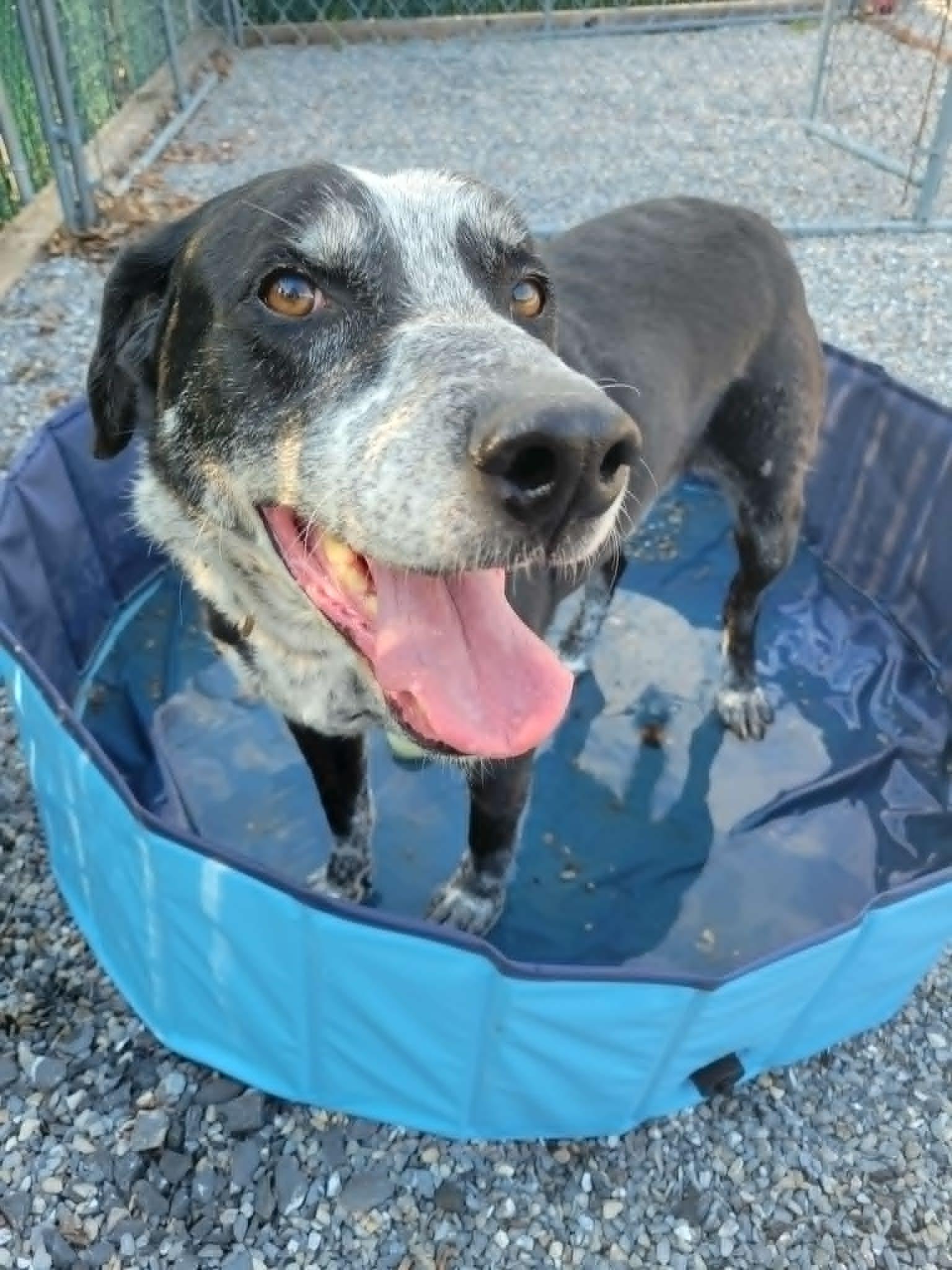 Remmington, Adoptable, Senior Male Bluetick Coonhound & Coonhound.