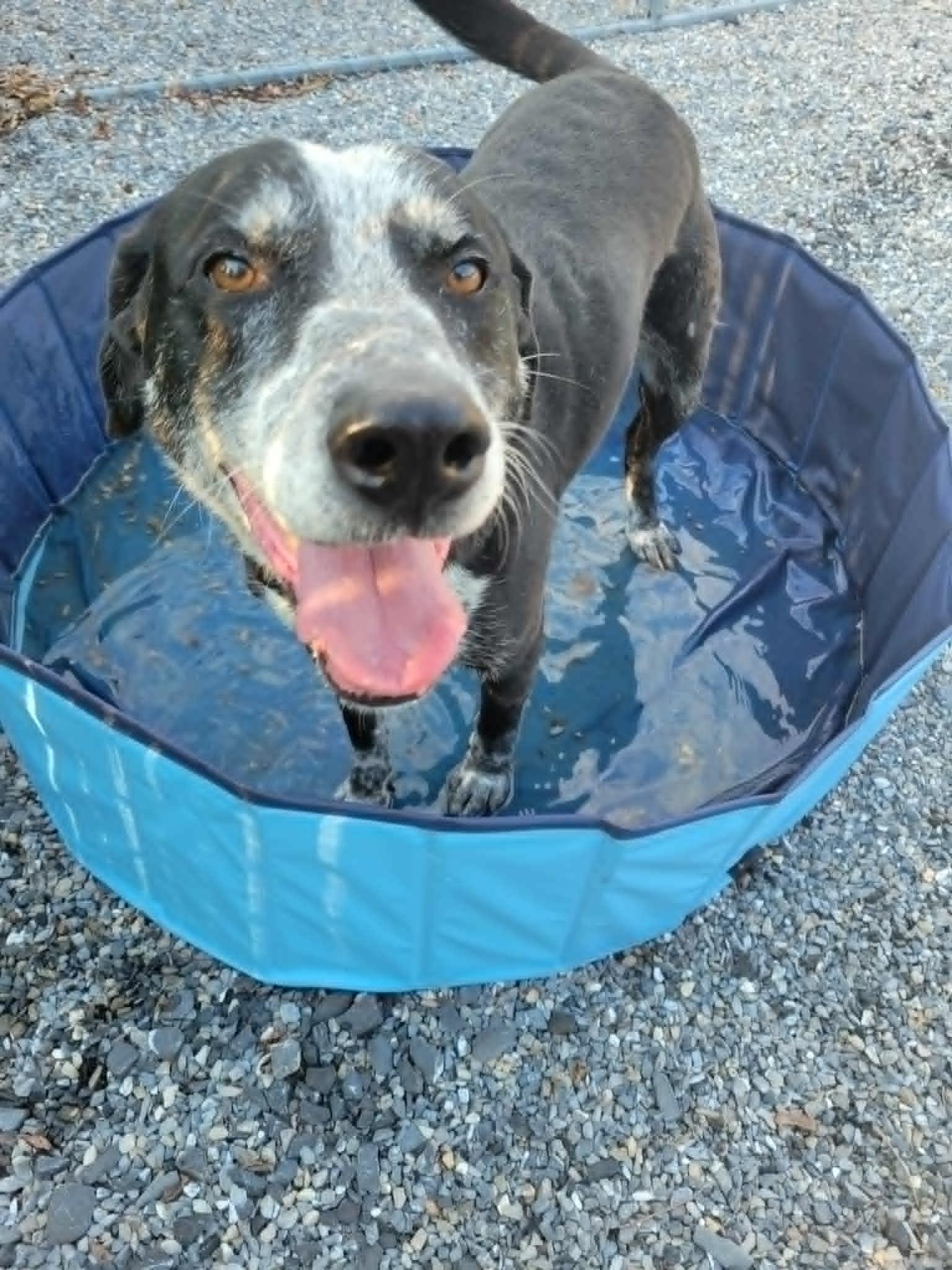 Enlarge Remmington, a Adoptable mixed breed in Lock Haven, PA image 3/3