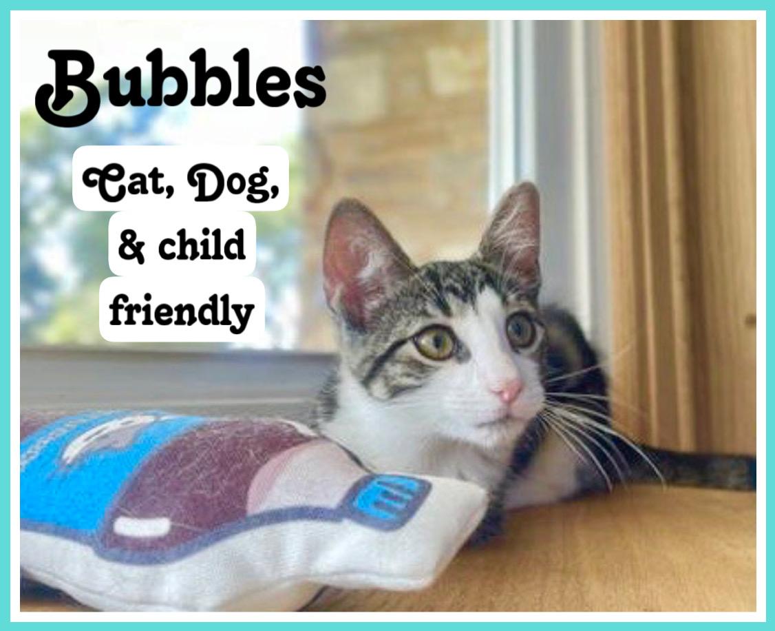 Bubbles, Willow Grove Area, (FCID 06-12-2025-130)