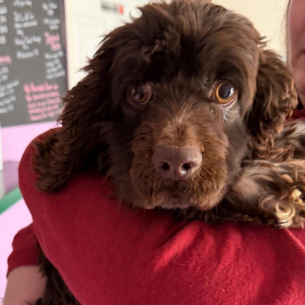 Enlarge Candy, a Adoptable Cocker Spaniel in Kansas City, MO image 1/1