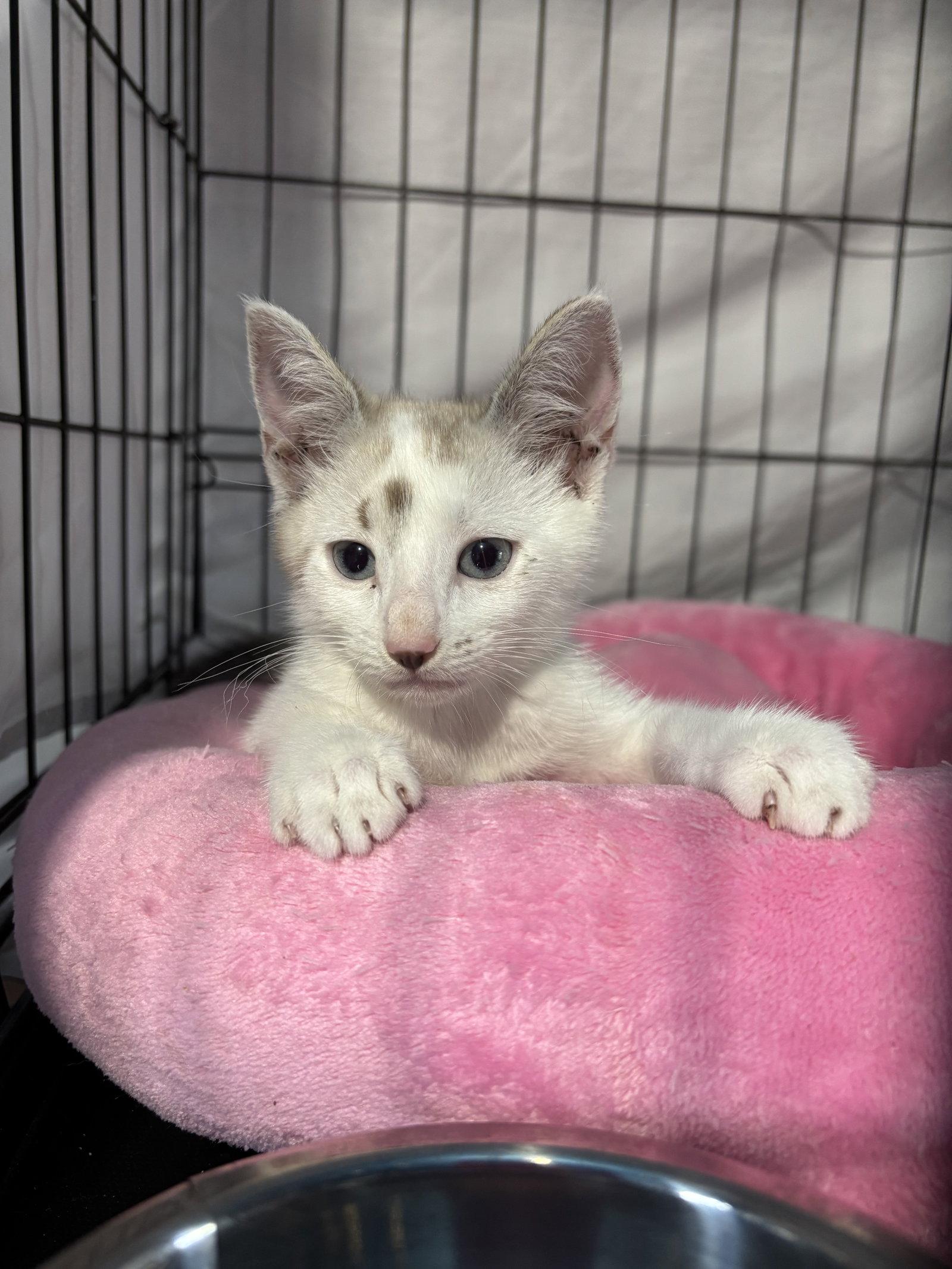 Wasabi, a Adopted Domestic Short Hair in Tampa, FL image 1/2