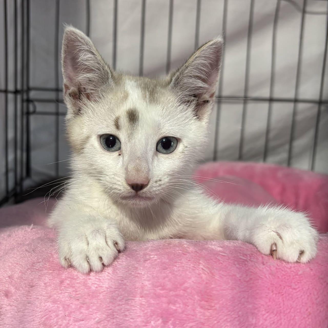 Wasabi, a Adopted Domestic Short Hair in Tampa, FL image 2/2
