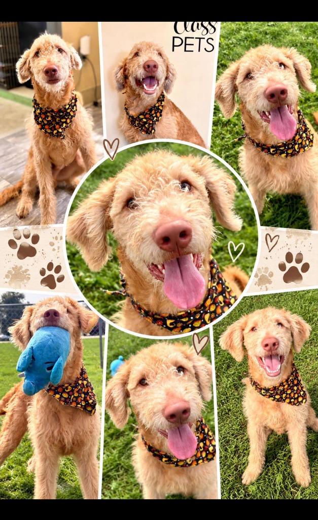 Franklin, Adoptable, Puppy Male Retriever & Poodle.